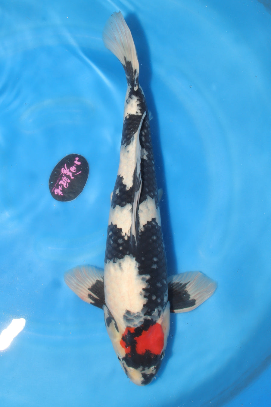 Tancho Showa KD-19