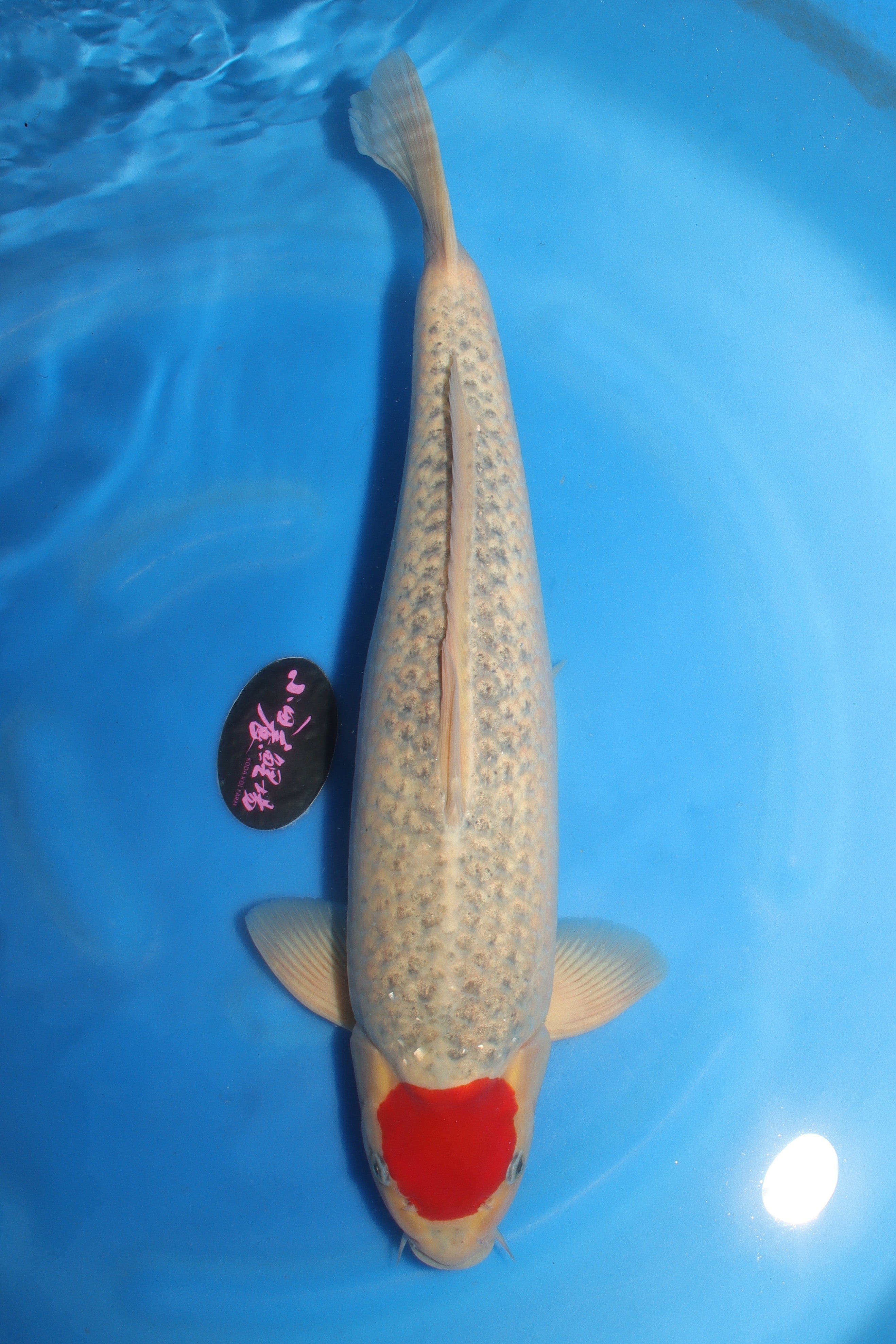 Goshiki (Five Colors) Koi 55cm (22