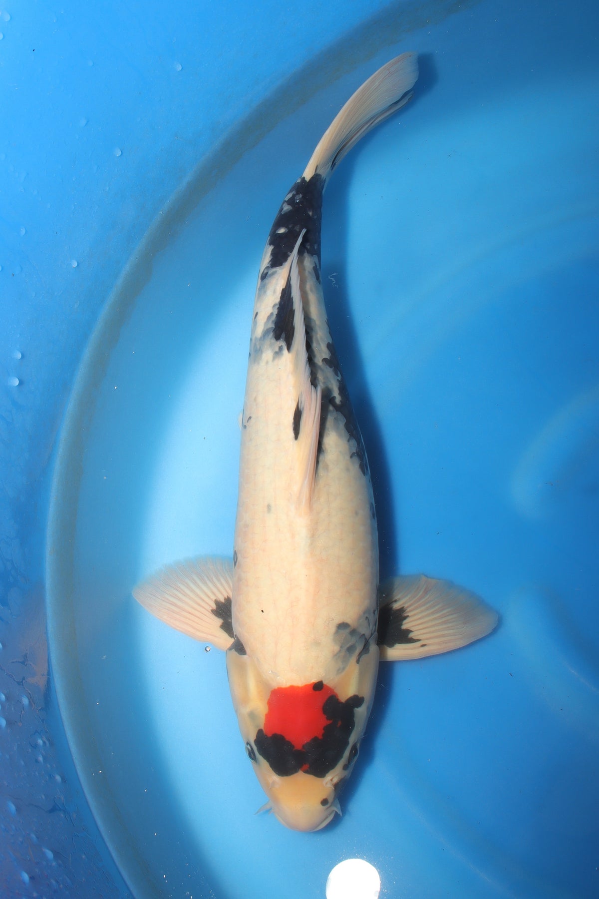 Showa (Black, Red & White) koi fish 55cm (22") from Koda for sale at Mystic Koi