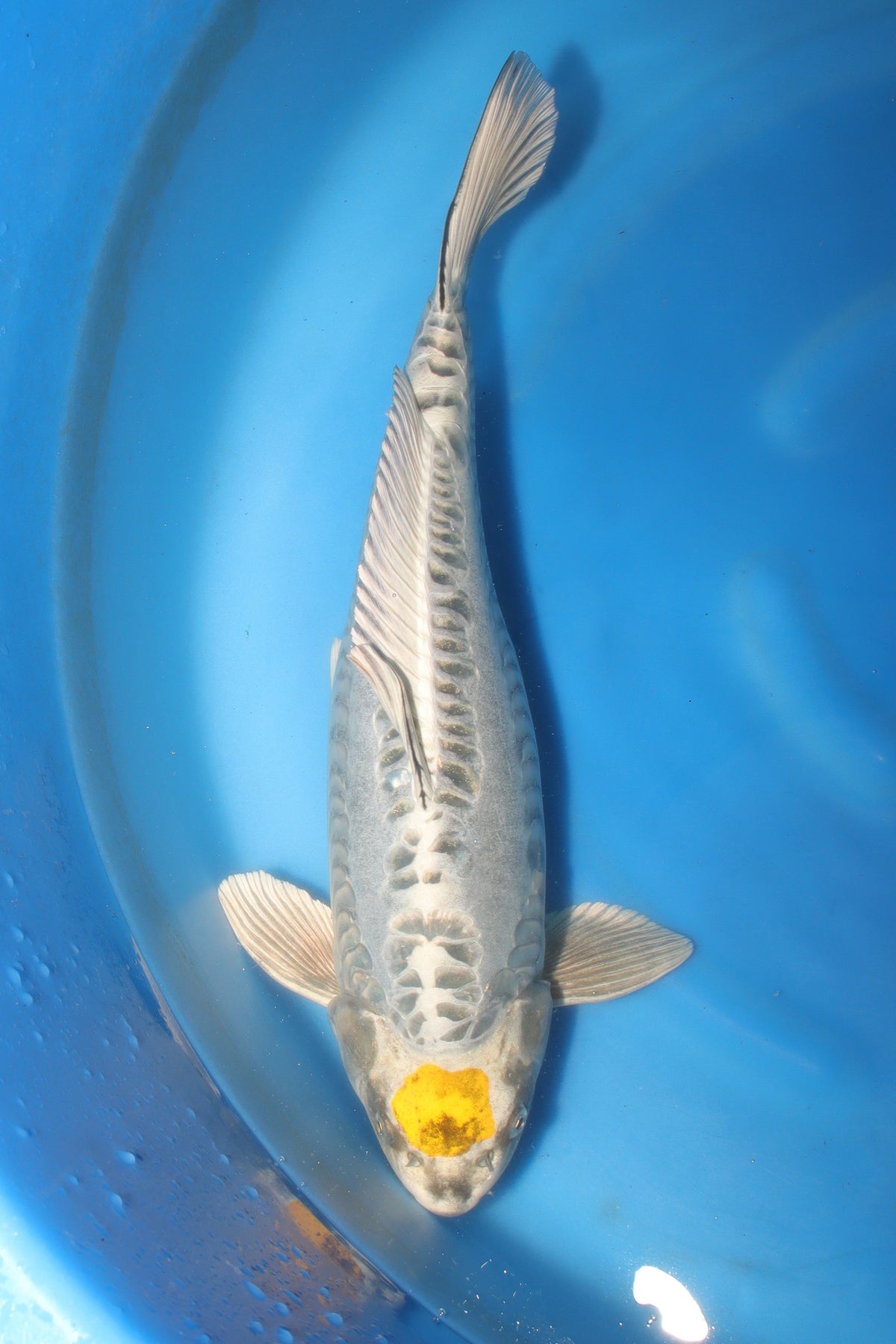 Kikokuryu (Metallic Black & White) koi fish 55cm (22") from Koda for sale at Mystic Koi