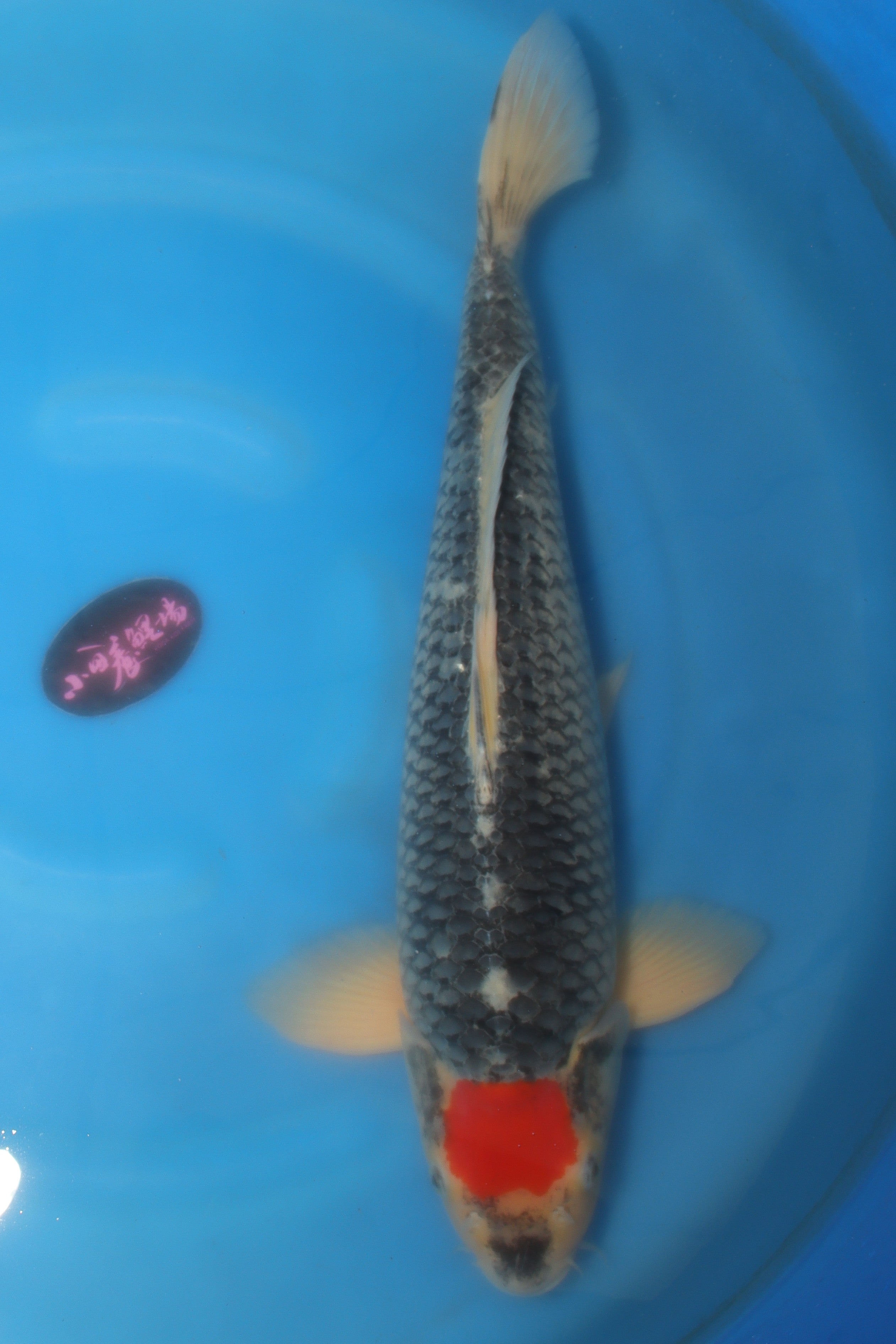 Tancho Goshiki KD-25