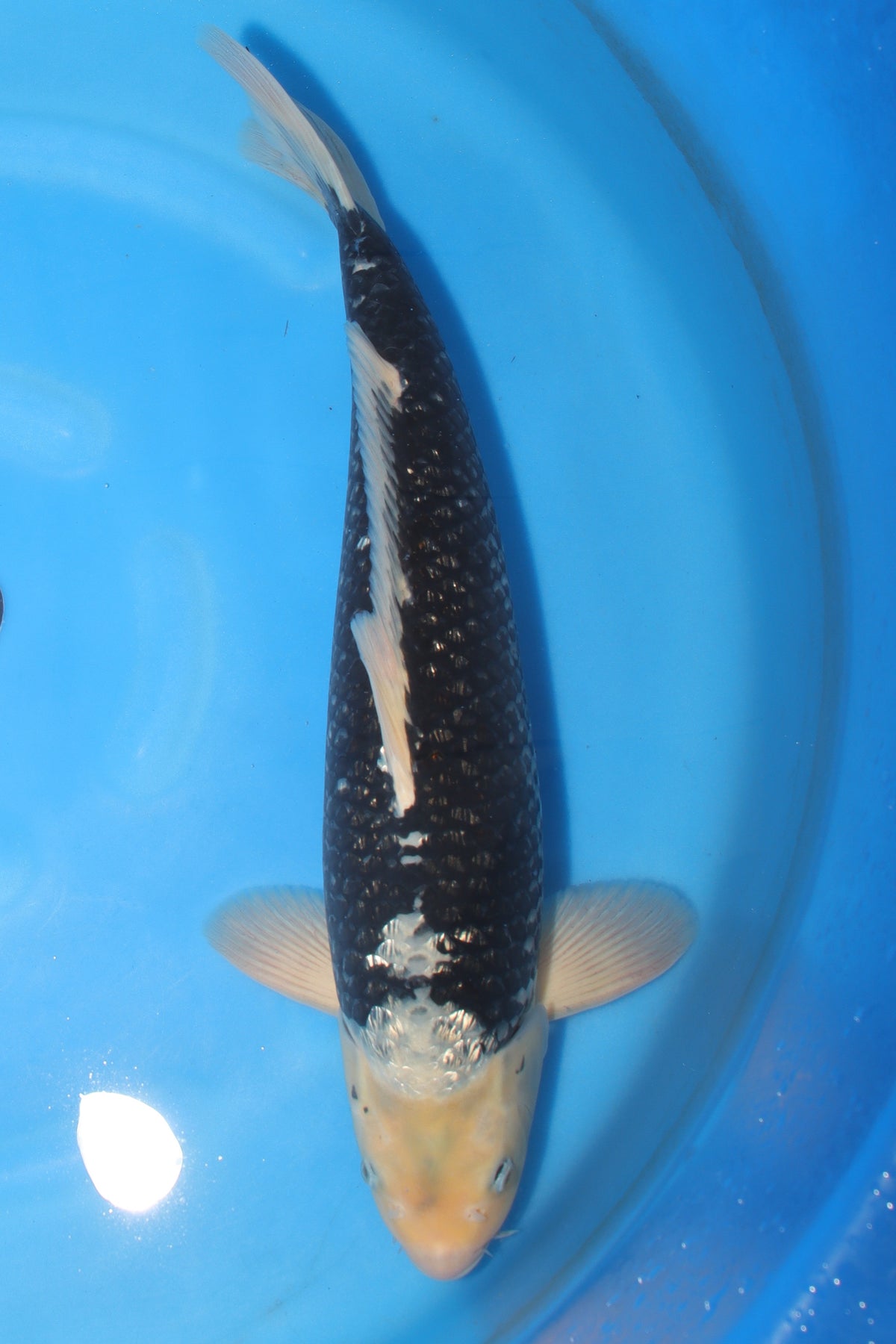 Matsukawabake KD-30 - Japanese koi fish for sale at Mystic Koi