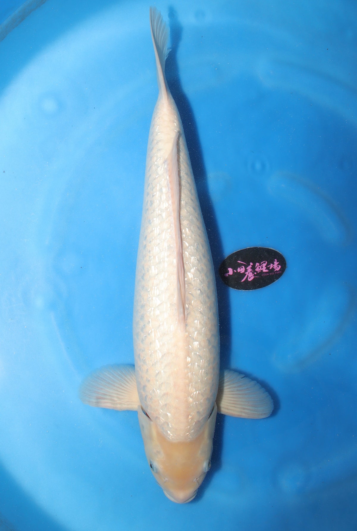 GinRin Shiro Muji KD-33 - Japanese koi fish for sale at Mystic Koi