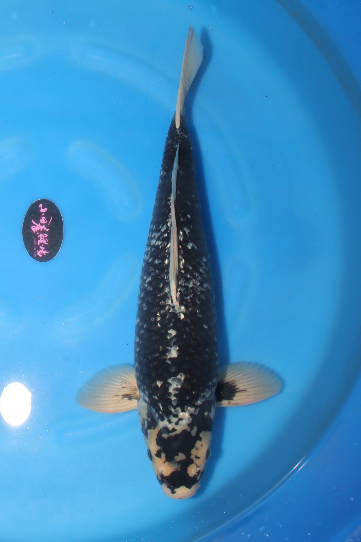 GinRIn Matsukawabake KD-35 - Japanese koi fish for sale at Mystic Koi