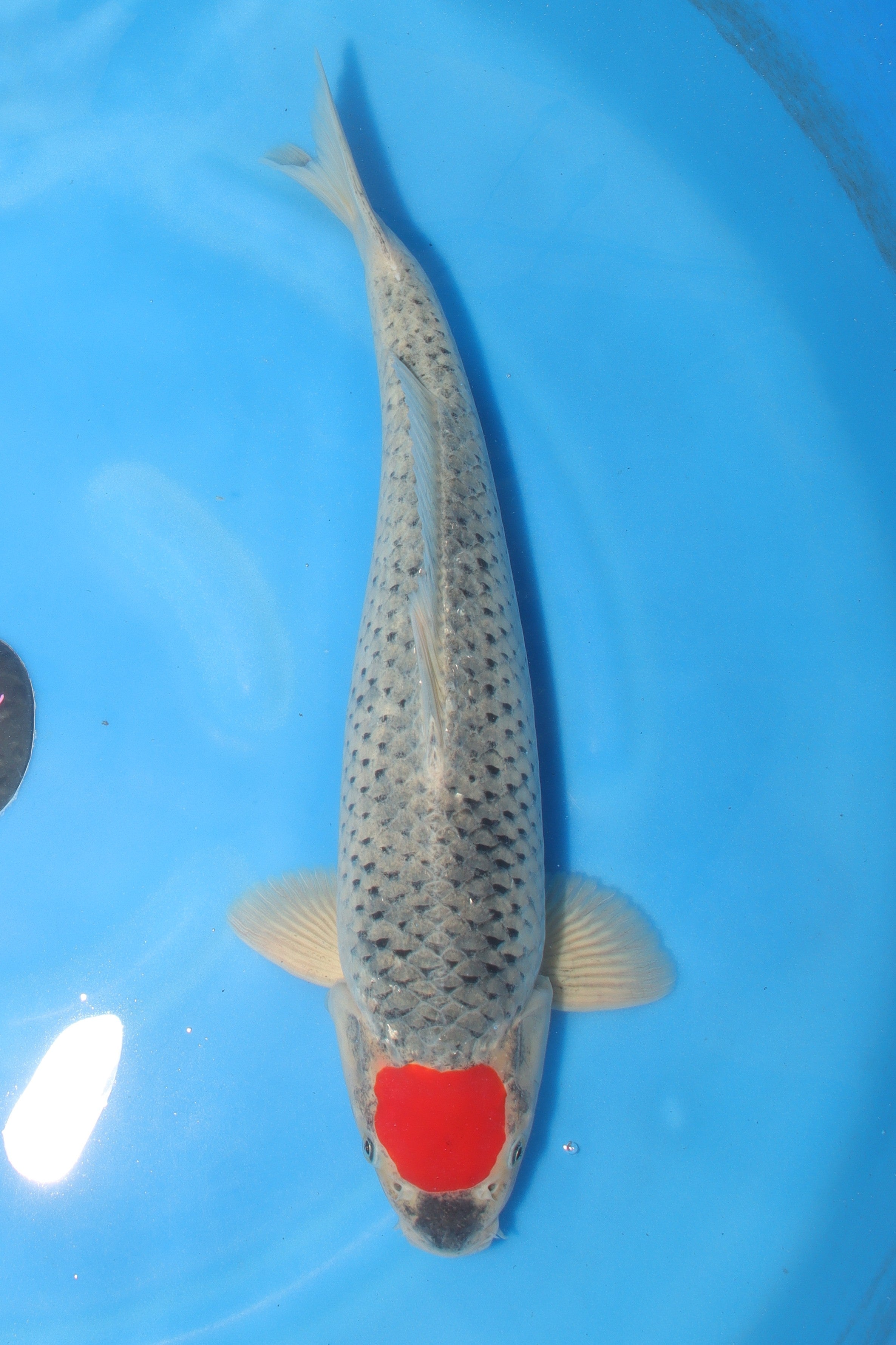 Tancho Goshiki KD-36