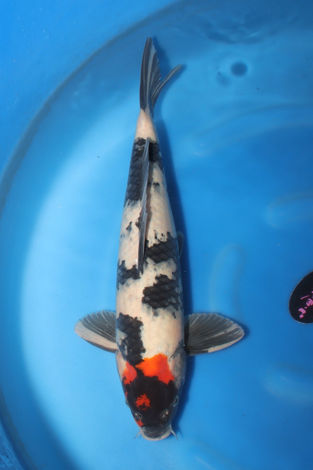 Showa (Black, Red & White) koi fish 55cm (22") from Koda for sale at Mystic Koi
