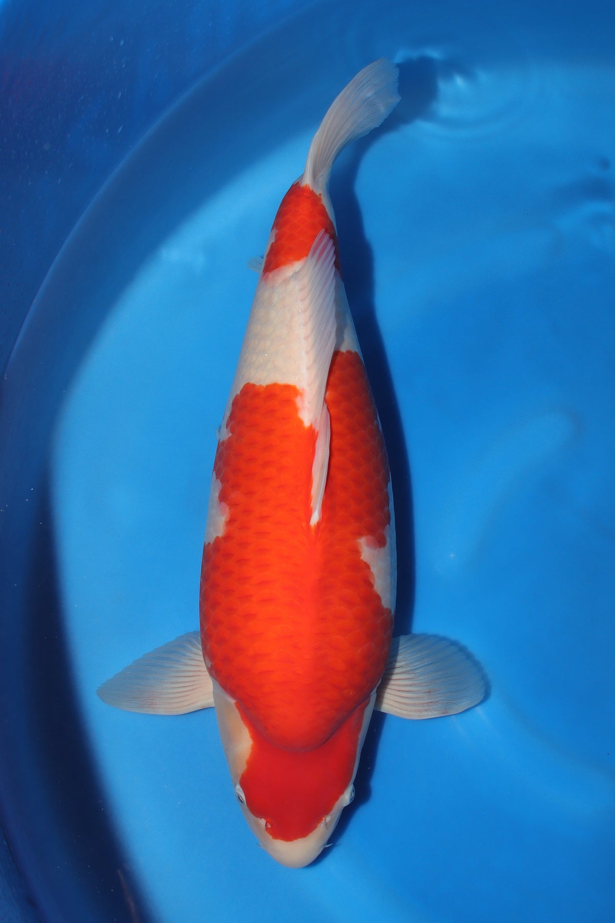 Kohaku (Red & White) koi fish from Torazo for sale at Mystic Koi
