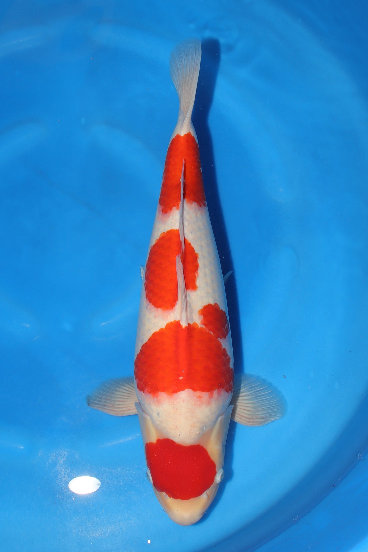 Kohaku (Red & White) koi fish from Torazo for sale at Mystic Koi