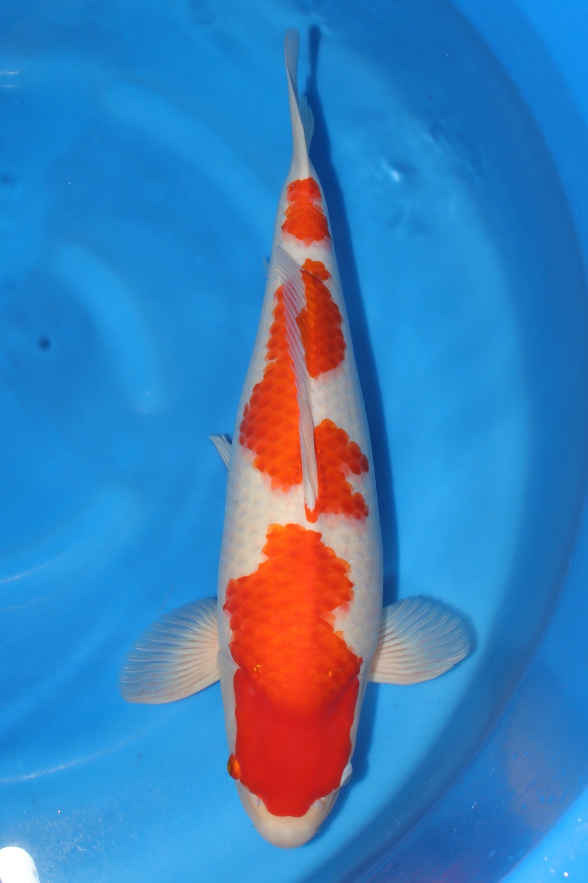 Kohaku (Red & White) koi fish from Torazo for sale at Mystic Koi