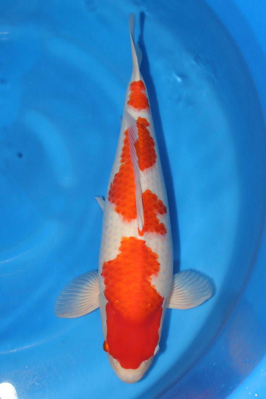 Kohaku TZ-06