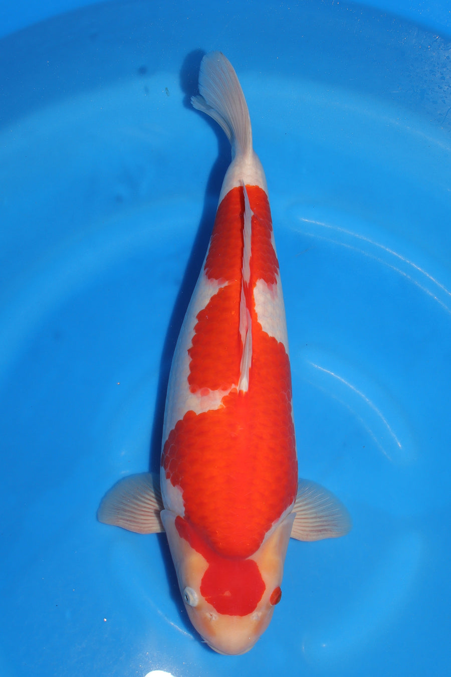 Kohaku TZ-07