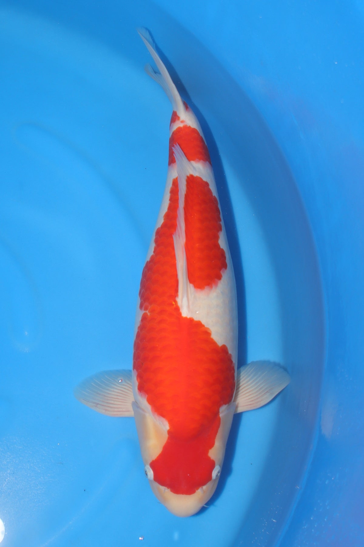 Kohaku (Red & White) koi fish from Torazo for sale at Mystic Koi