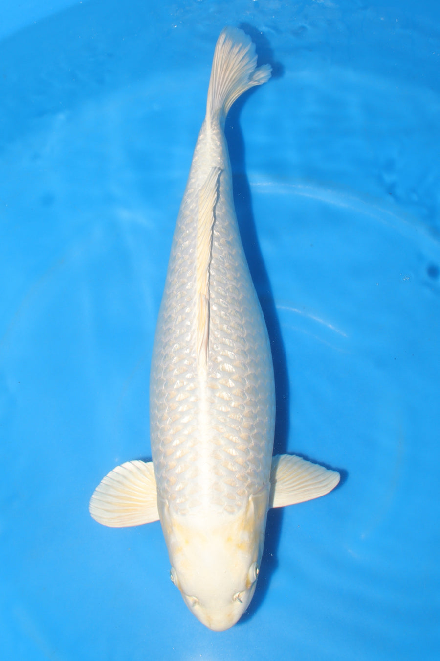 Platinum Ogon MY-03