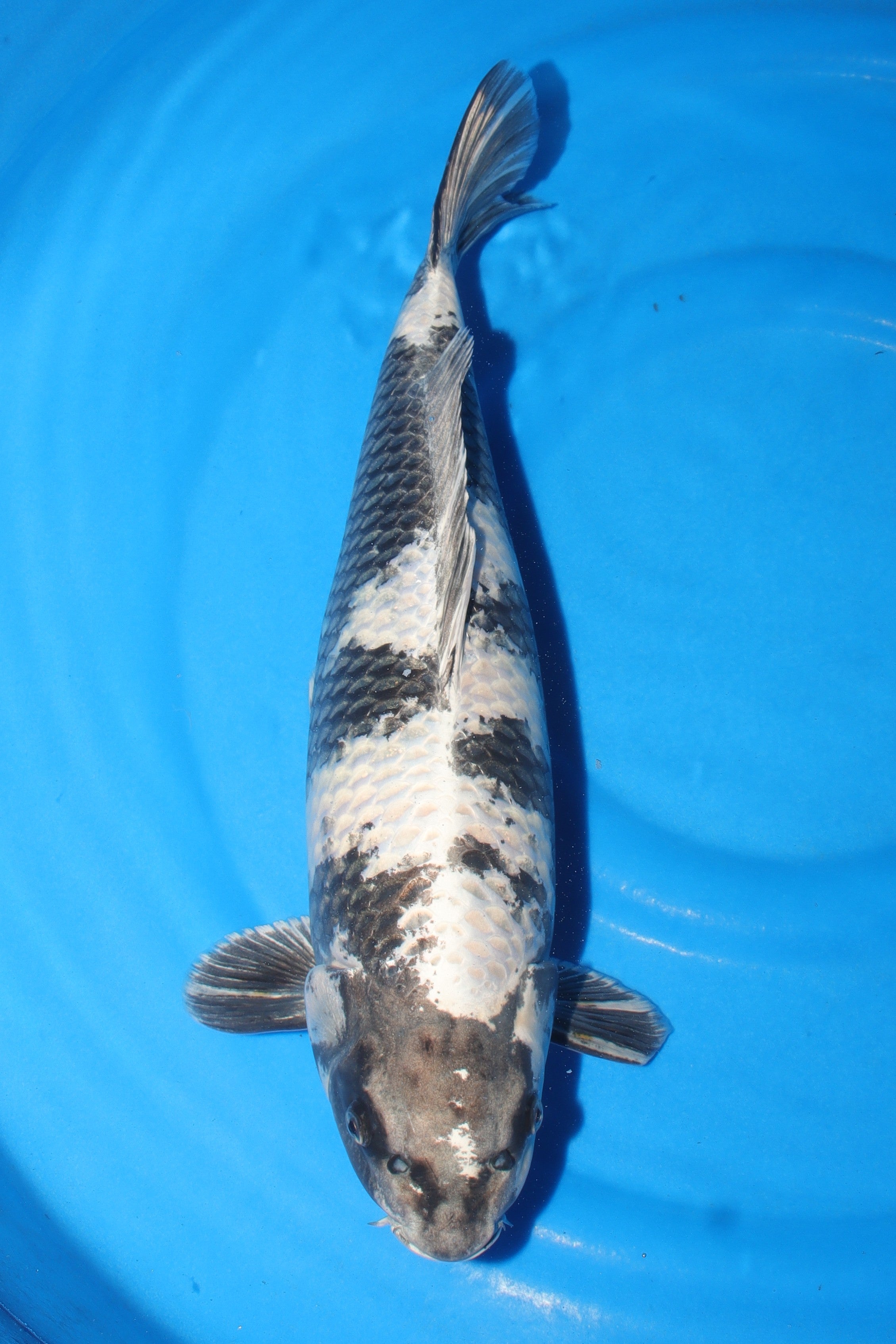 Gin Shiro Utsuri KN-08