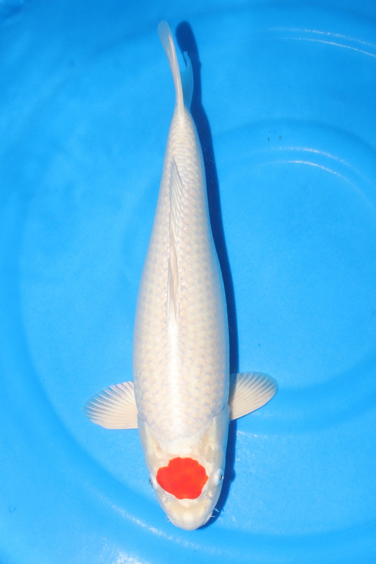 Ogon (Solid Gold/Platinum) koi fish 50cm (20") from Kanno for sale at Mystic Koi