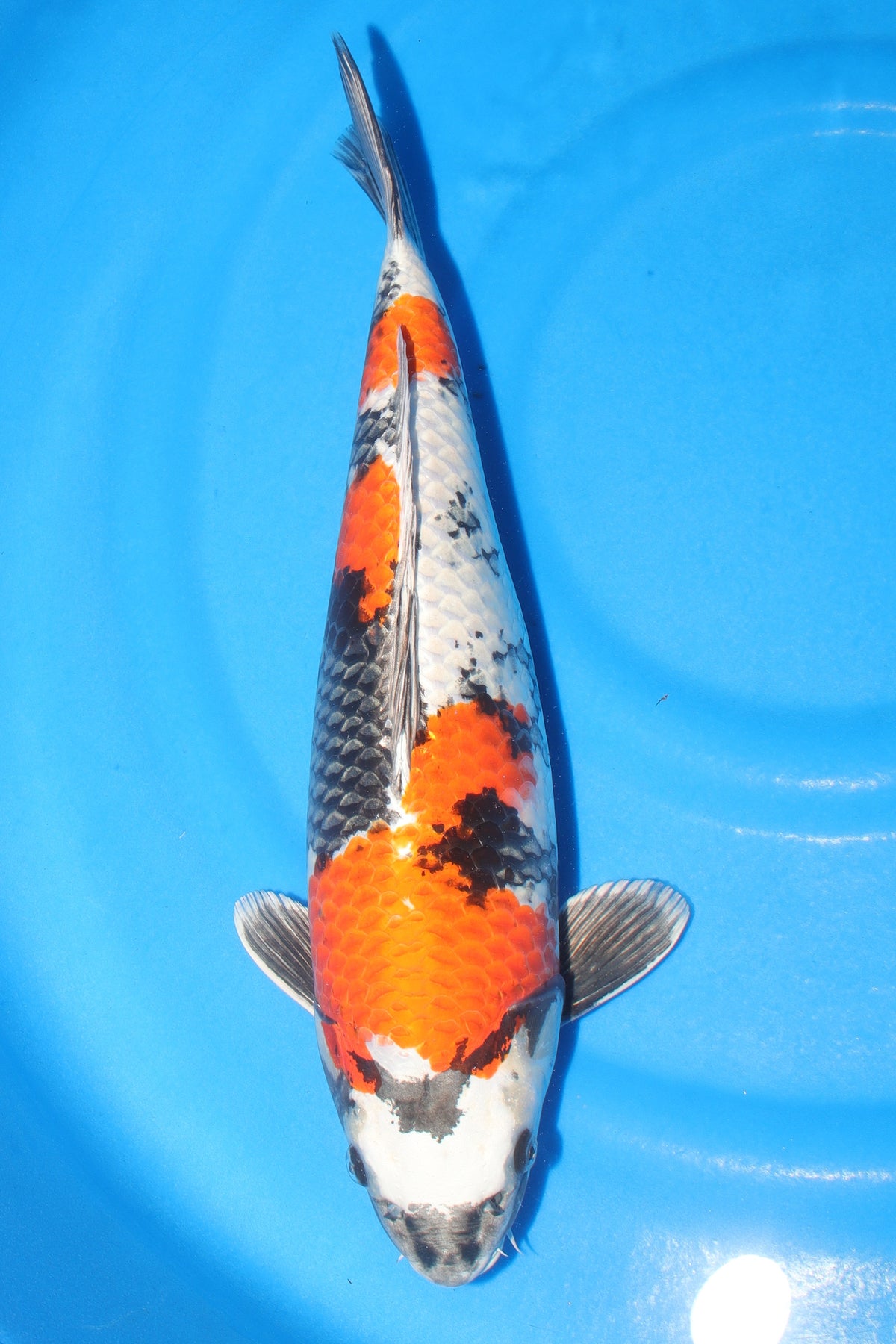Kin Showa (Gold, Black & Red) koi fish 49cm (19") from Kanno for sale at Mystic Koi