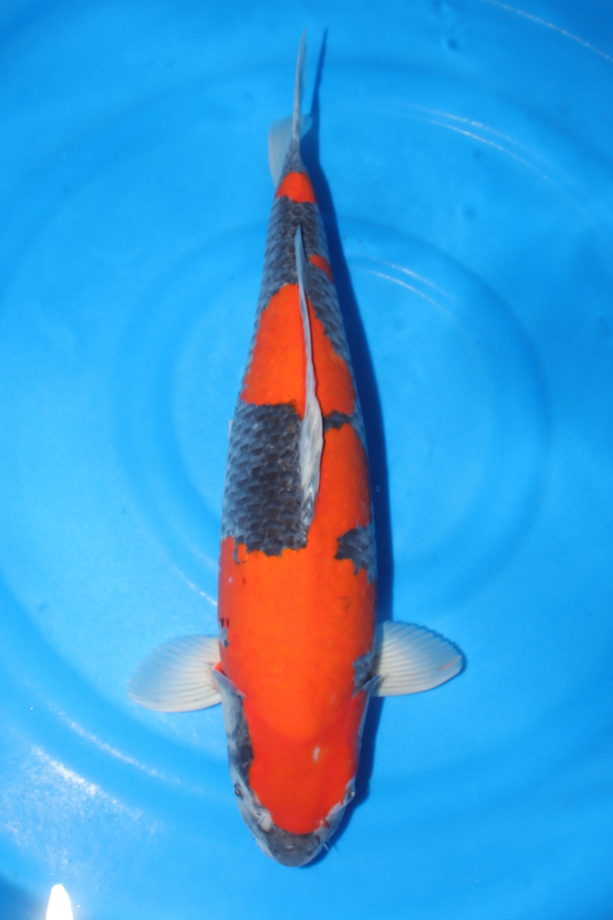 Goshiki (Five Colors) koi fish 64cm (25") from Kanno for sale at Mystic Koi