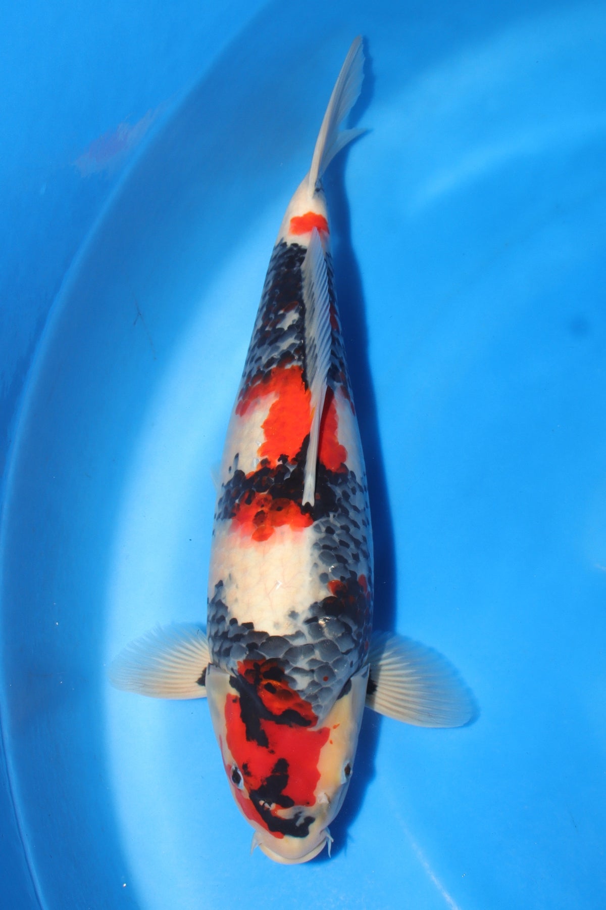Showa (Black, Red & White) koi fish 50cm (20") from Sekiguchi for sale at Mystic Koi
