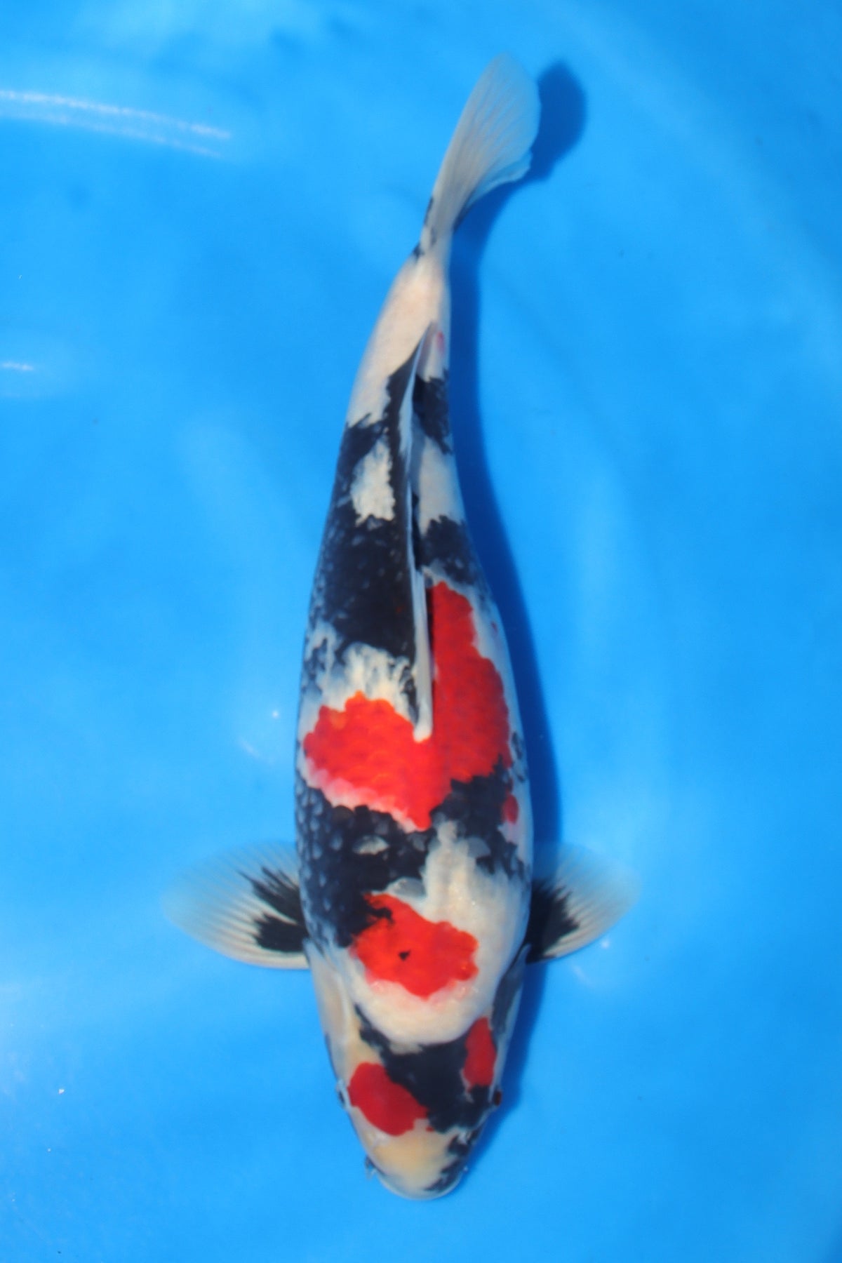 Showa (Black, Red & White) koi fish 50cm (20") from Sekiguchi for sale at Mystic Koi