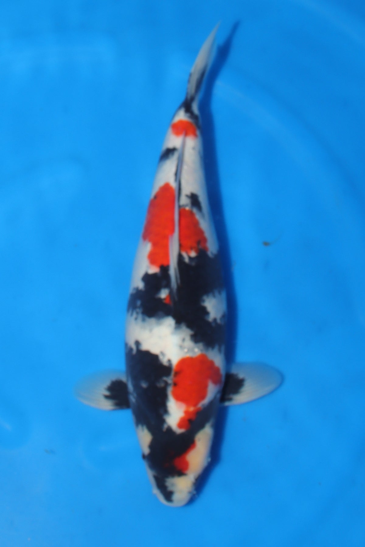 Showa (Black, Red & White) koi fish 50cm (20") from Sekiguchi for sale at Mystic Koi