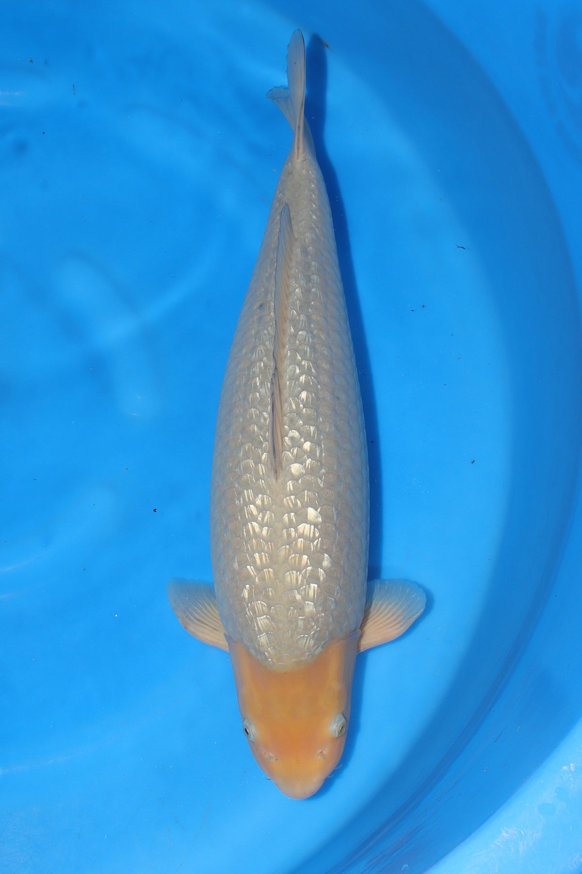 Soragoi (Grey/Blue-Grey) koi fish 60cm (24") from Kanno for sale at Mystic Koi