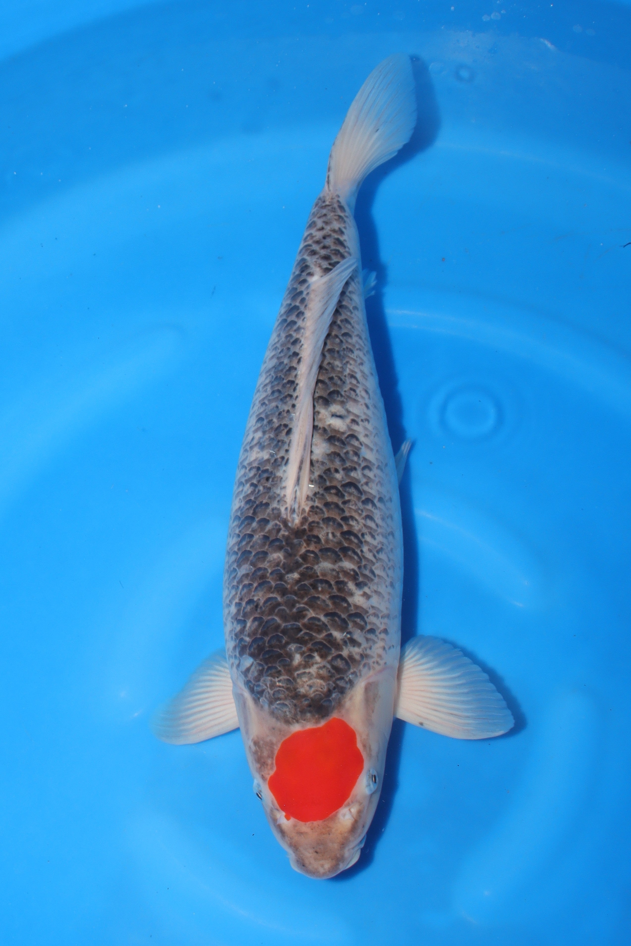 Tancho Goshiki KN-13