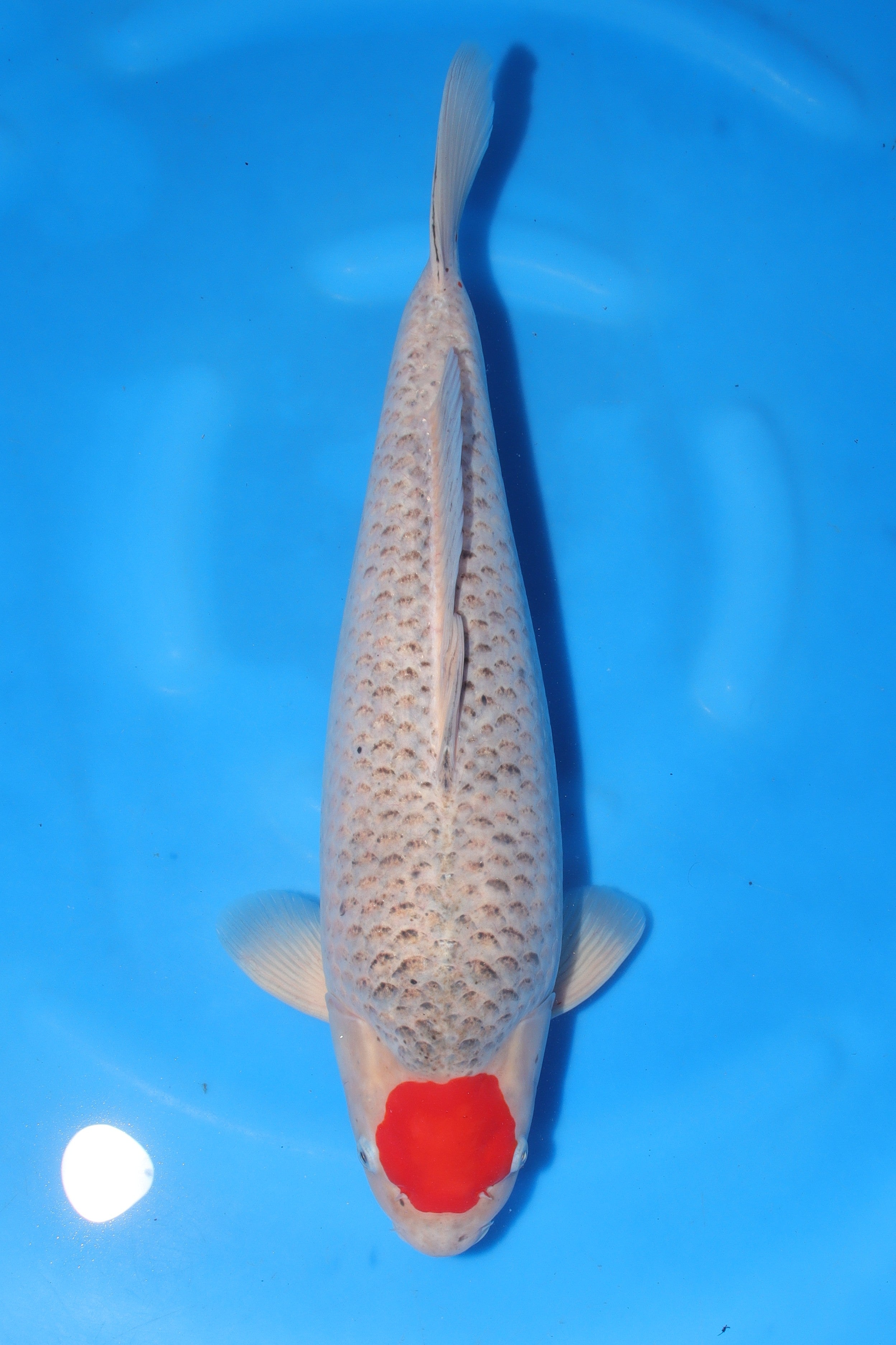 Tancho Goshiki KN-17