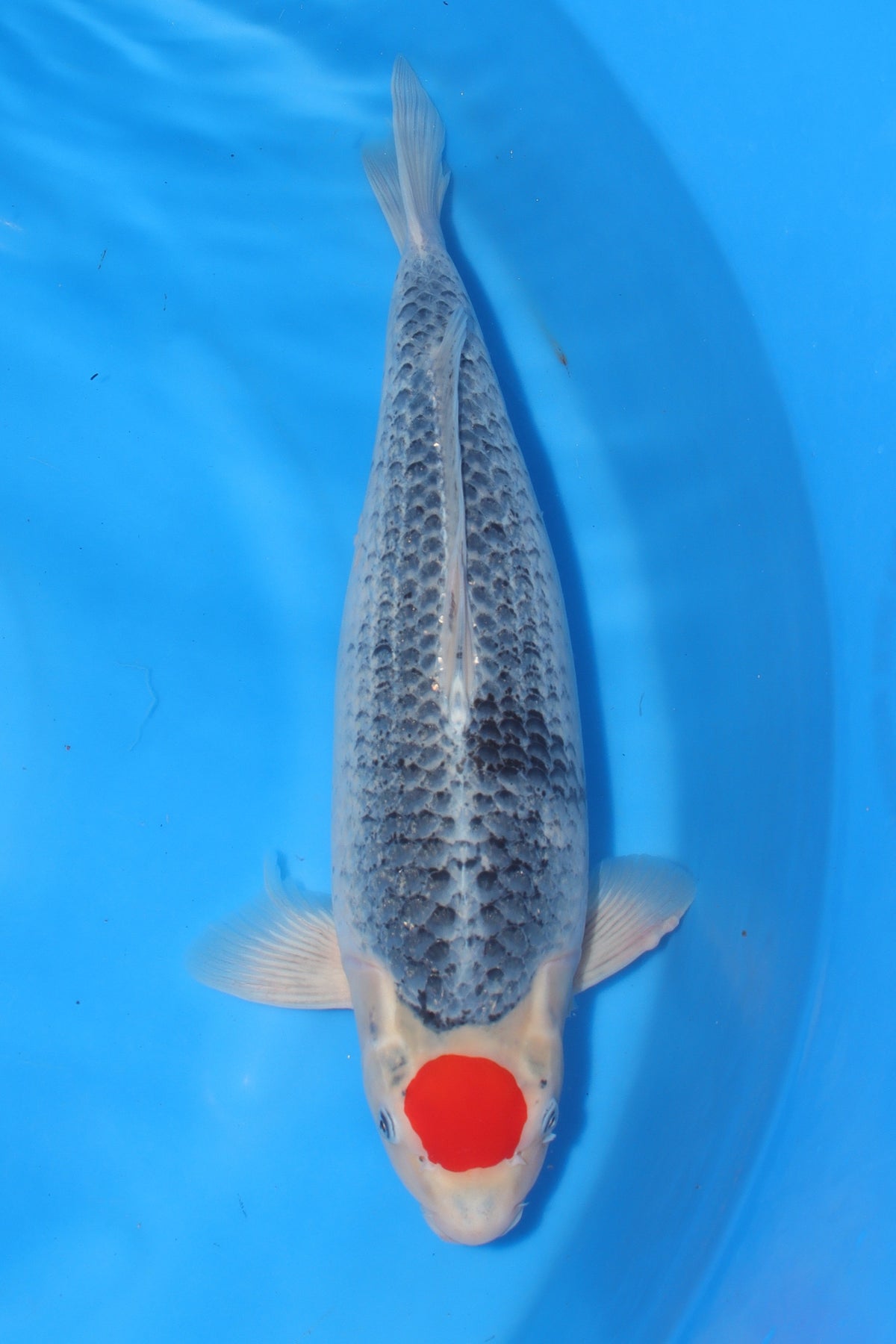 Tancho (White with Red Spot) Koi 55cm (22