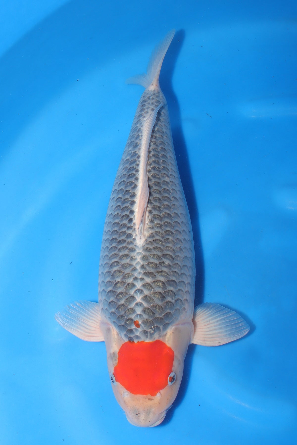 Tancho (White with Red Spot) koi fish 56cm (22") from Kanno for sale at Mystic Koi