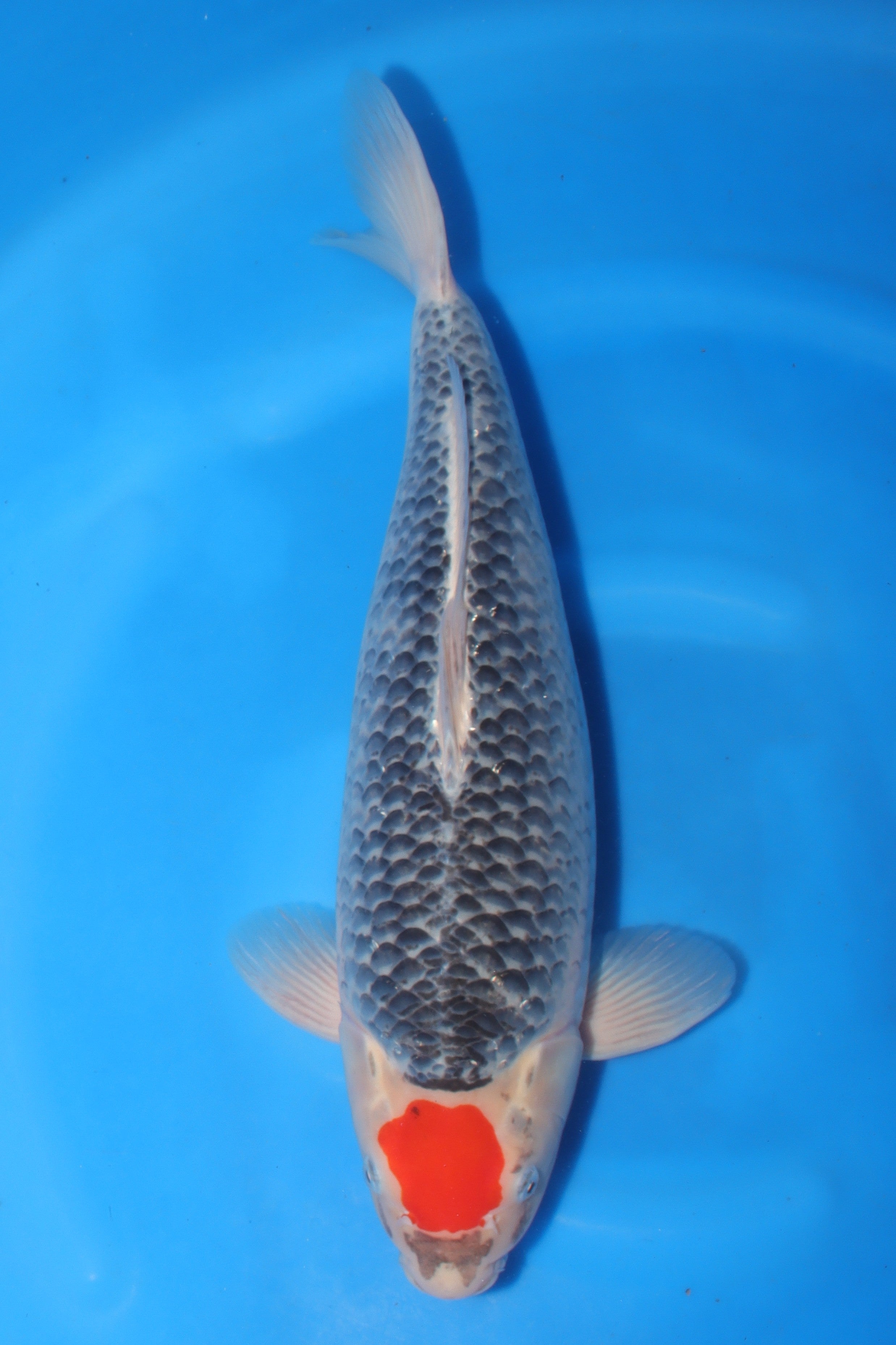 Tancho Goshiki KN-25