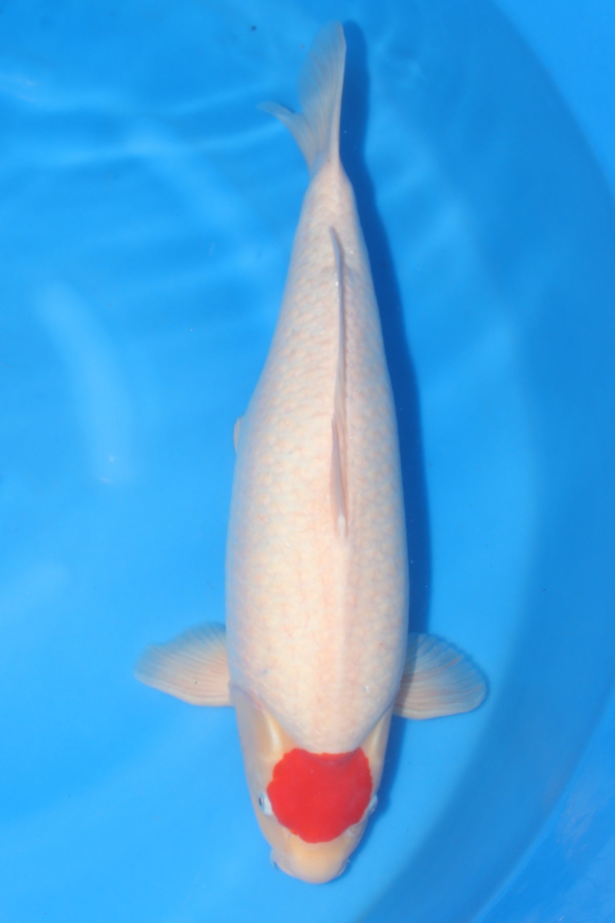 Tancho (White with Red Spot) koi fish 58cm (23") from Kanno for sale at Mystic Koi