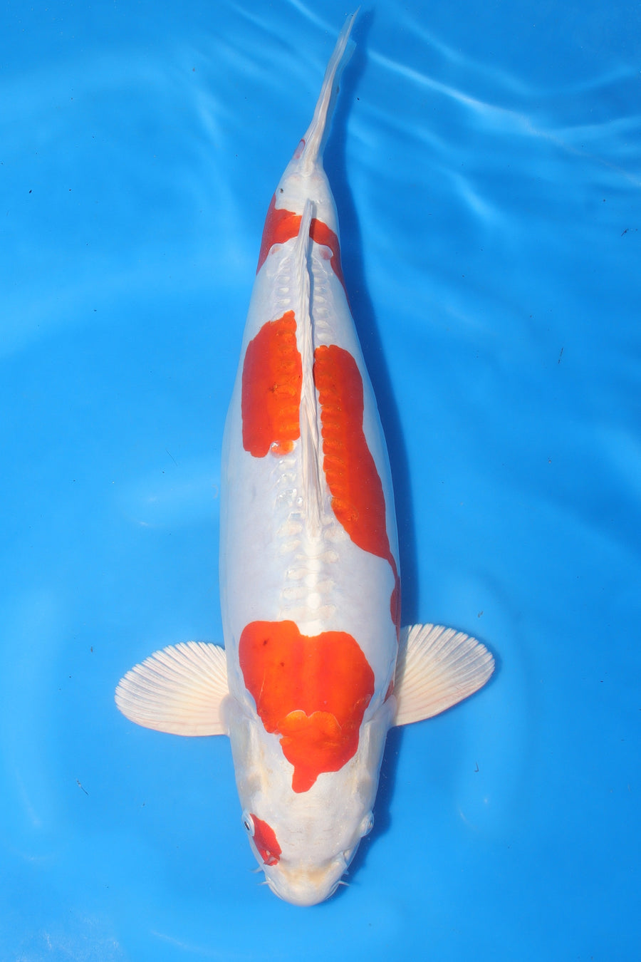 Kikusui KN-28