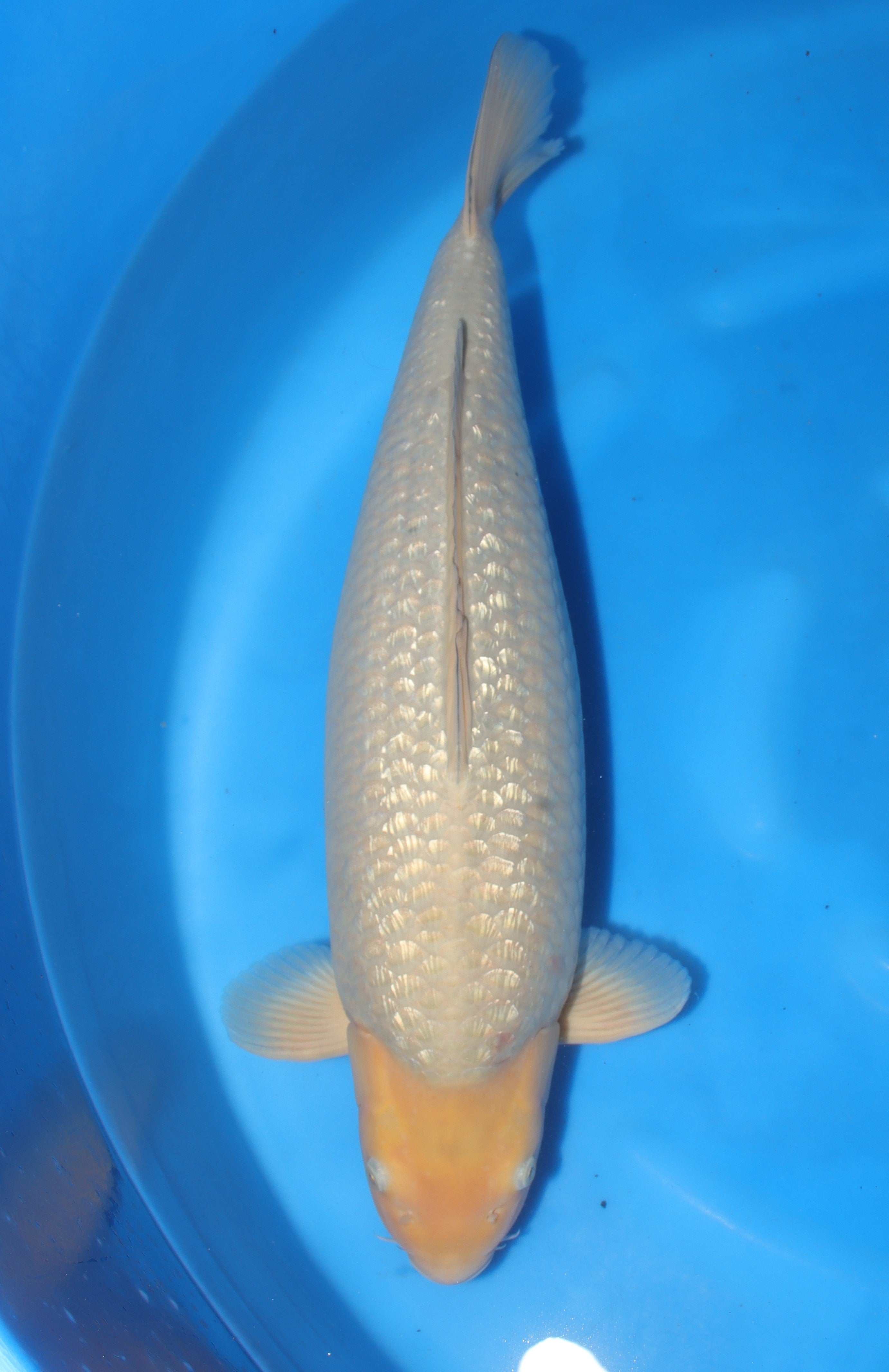 GinRin Soragoi KN-30