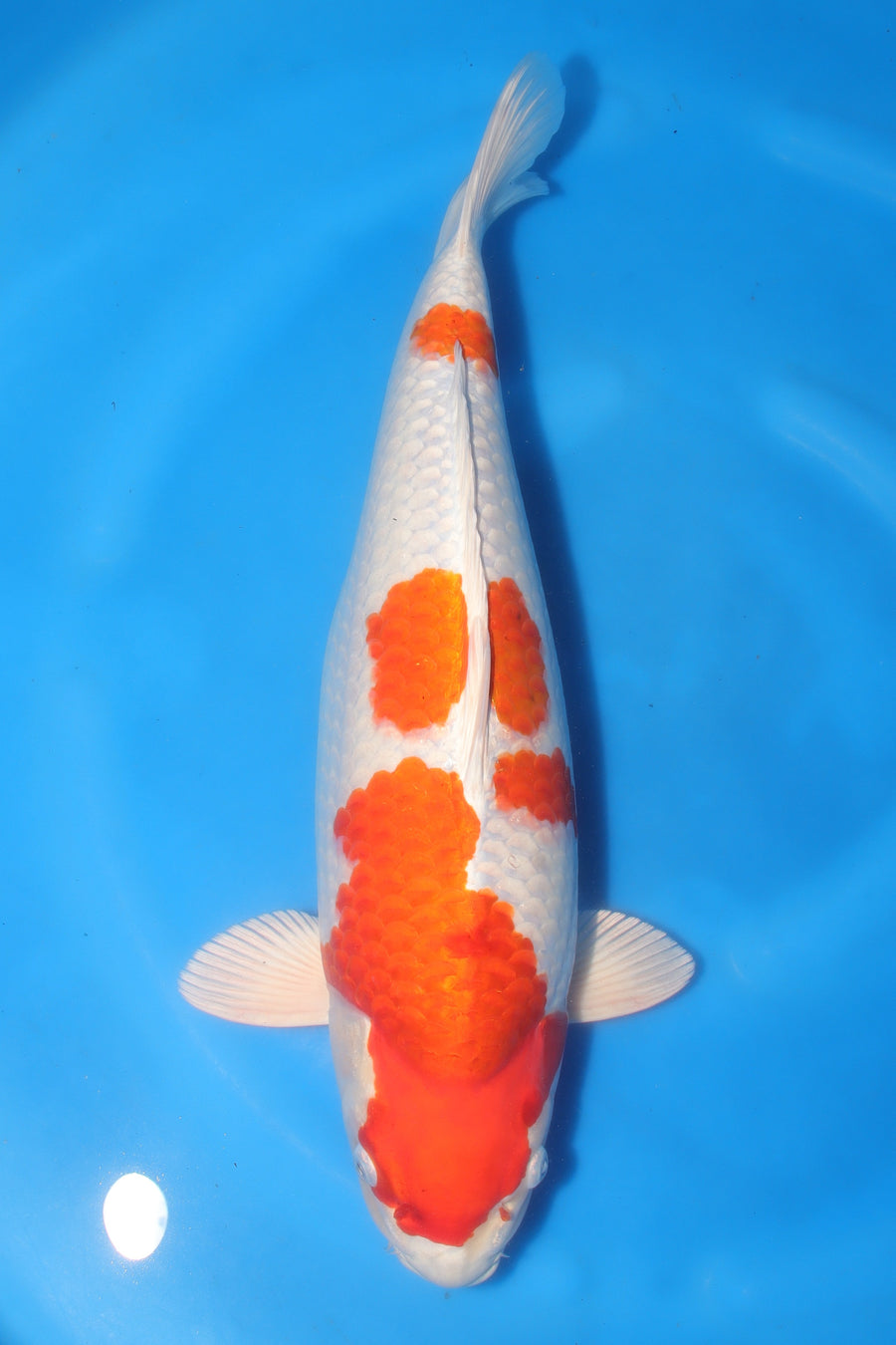 Sakura Ogon KN-36