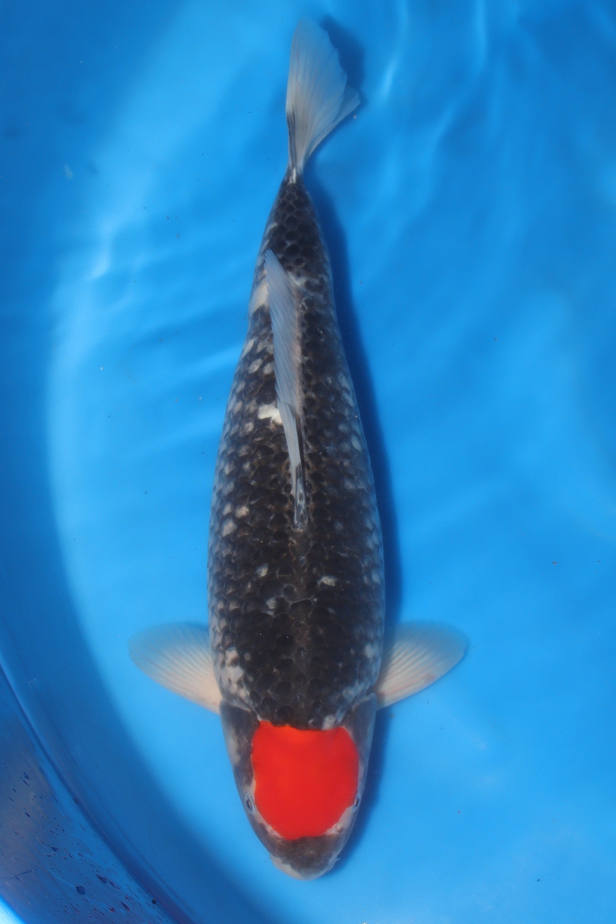 Tancho Goshiki KN-37