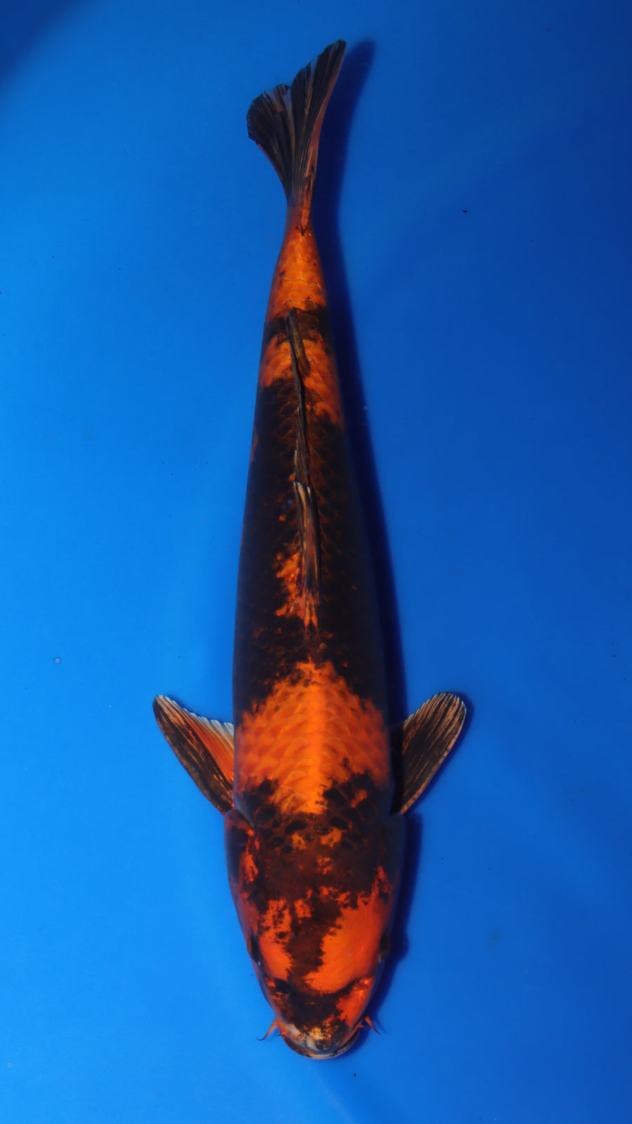 Kin Ki Utsuri OM-03