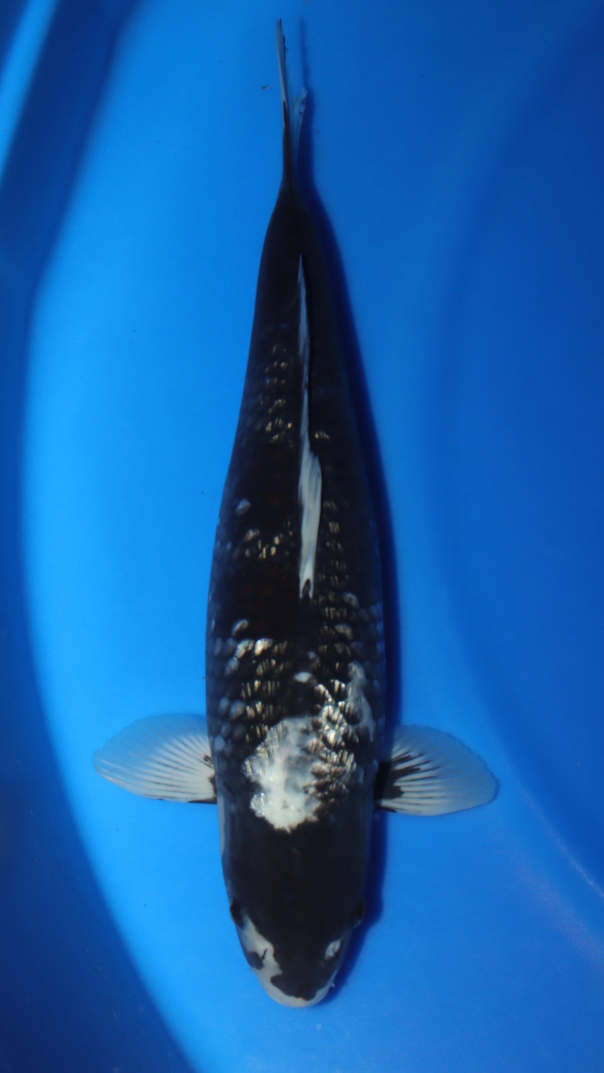 GinRin Hajiro TG-07 - Japanese koi fish for sale at Mystic Koi