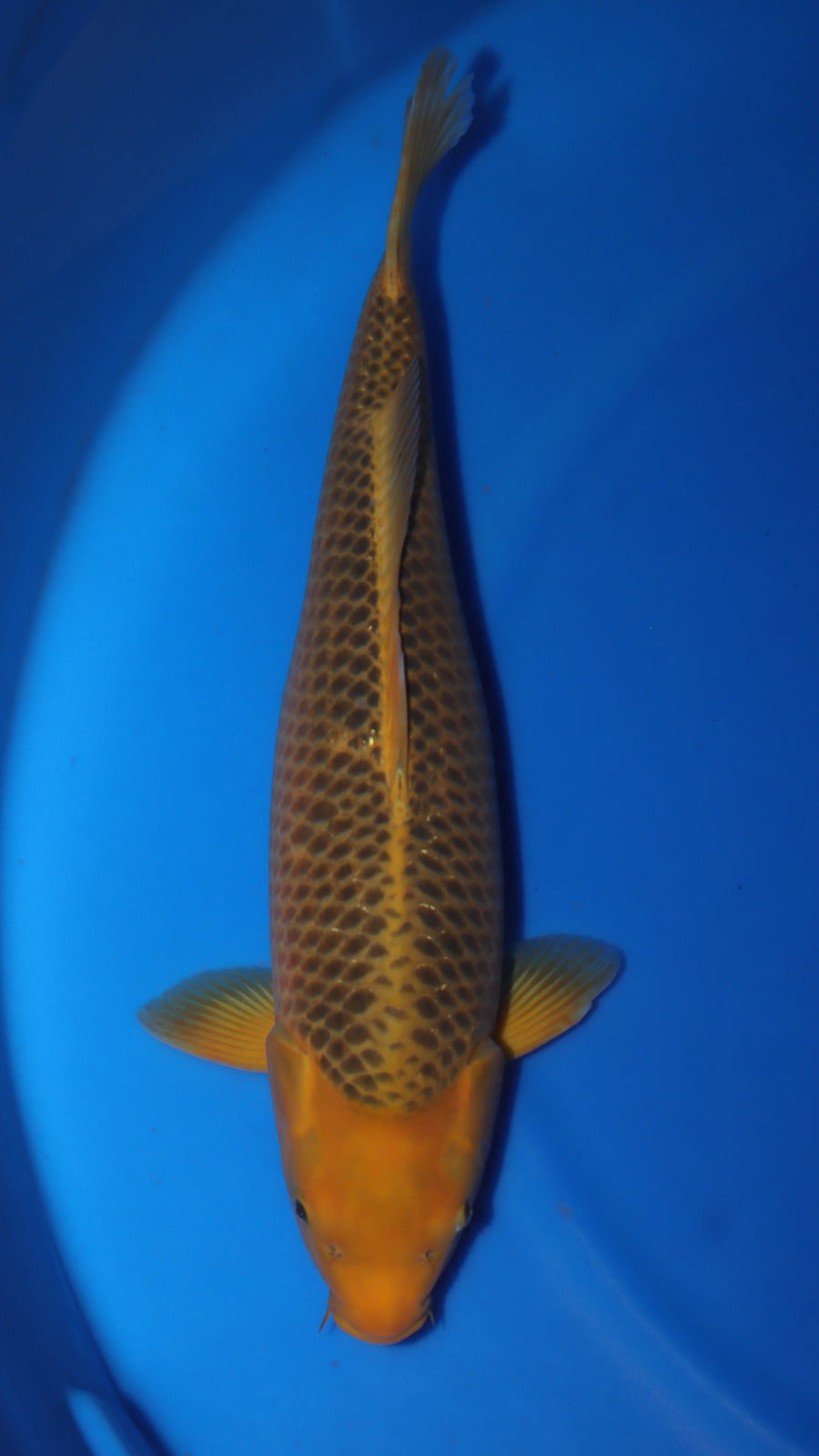 Golden Corn TG-10