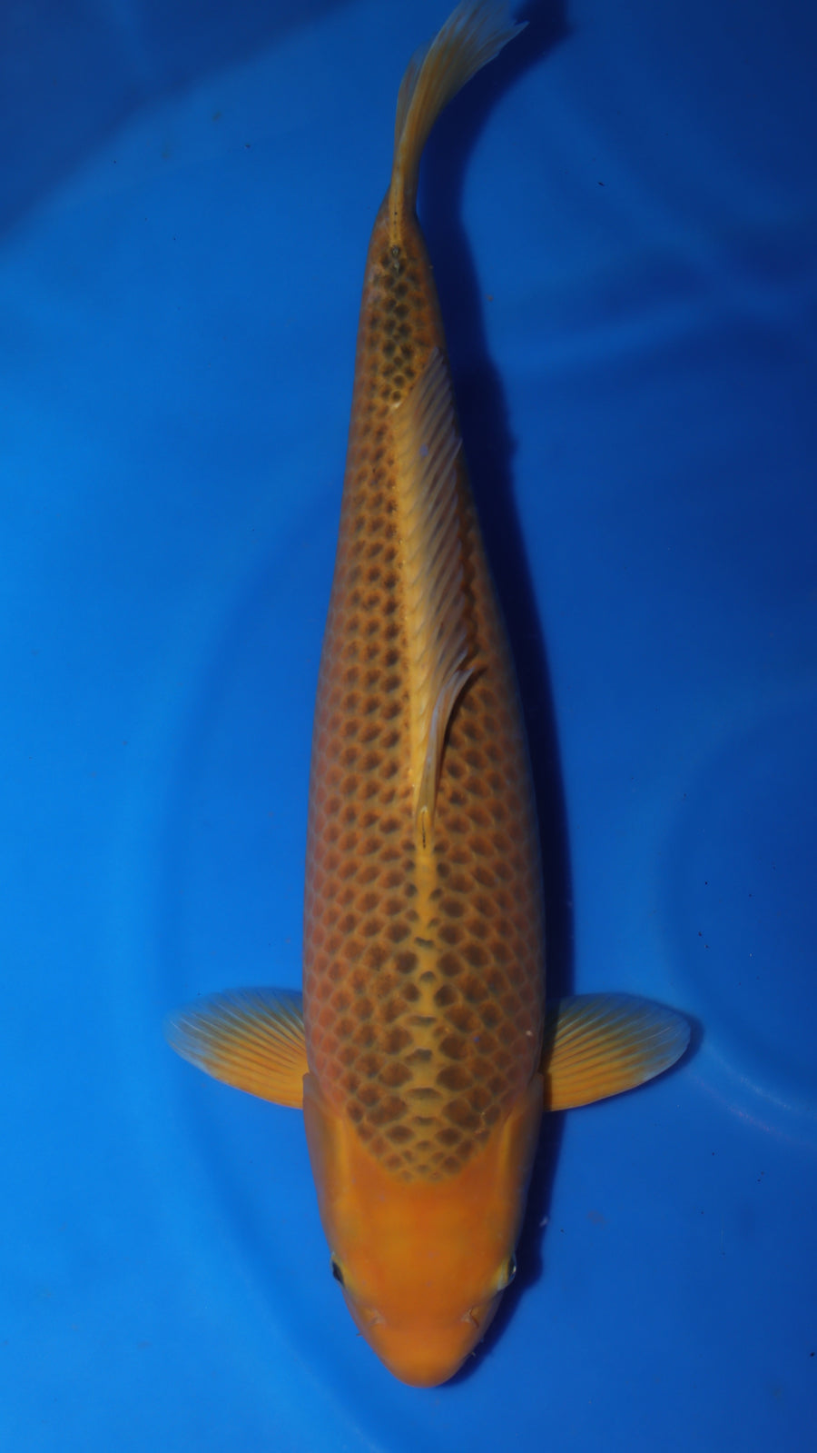 Golden Corn TG-11