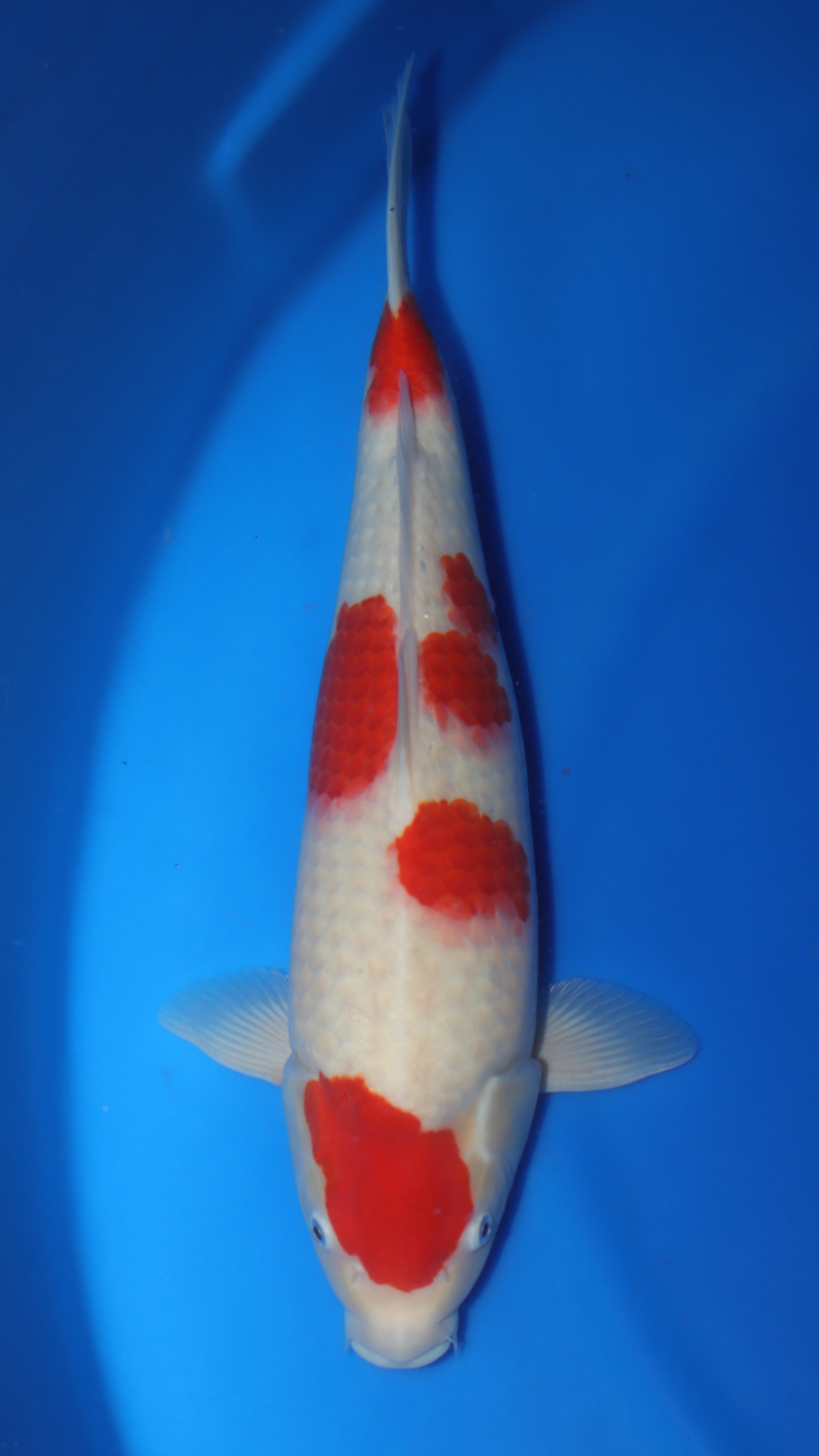 Kohaku (Red & White) koi fish 52cm (20") from Sakai Fish Farm for sale at Mystic Koi