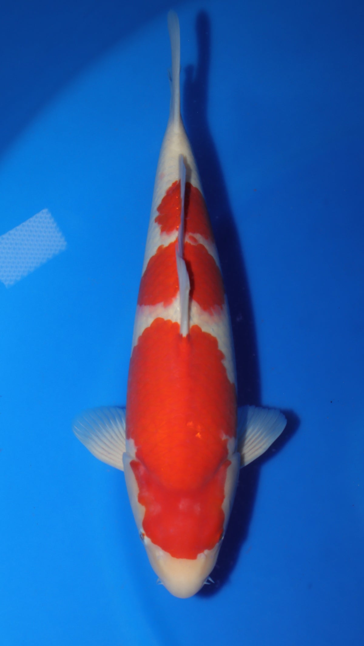 Kohaku (Red & White) koi fish 50cm (20") from Sakai Fish Farm for sale at Mystic Koi