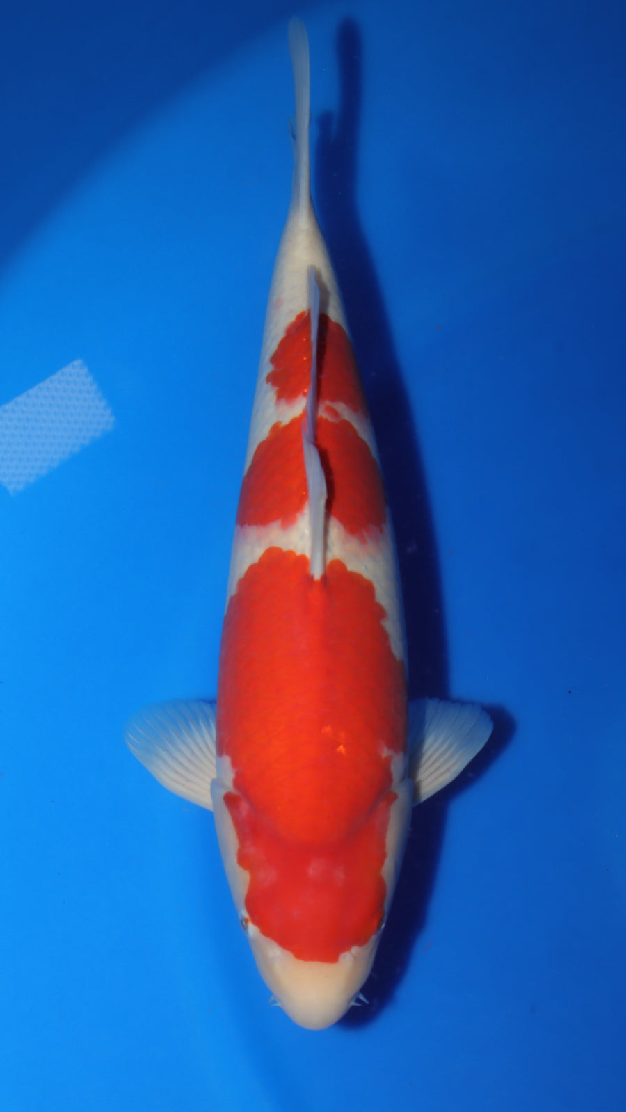 Kohaku SK-05