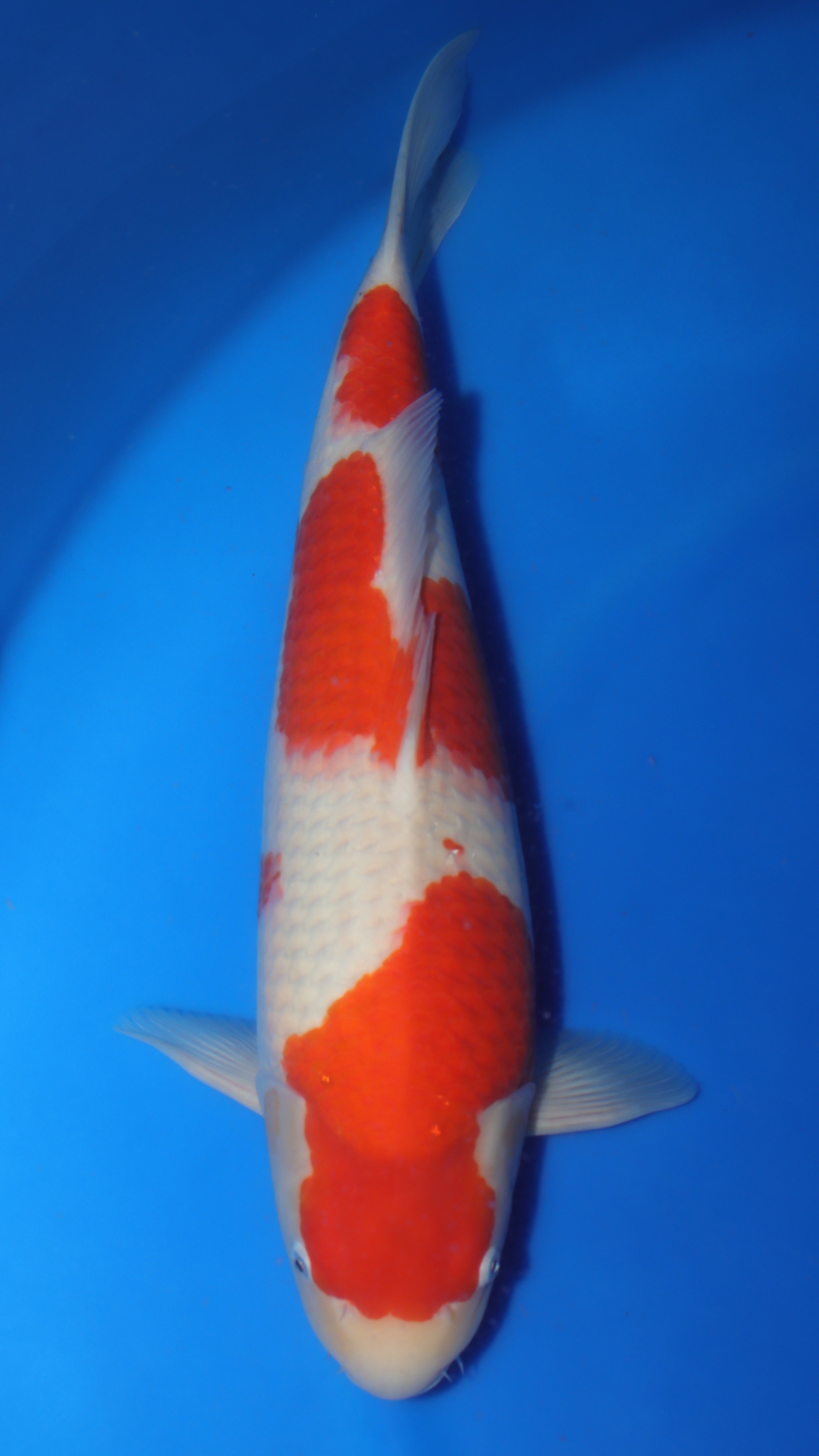Kohaku (Red & White) koi fish 56cm (22") from Sakai Fish Farm for sale at Mystic Koi