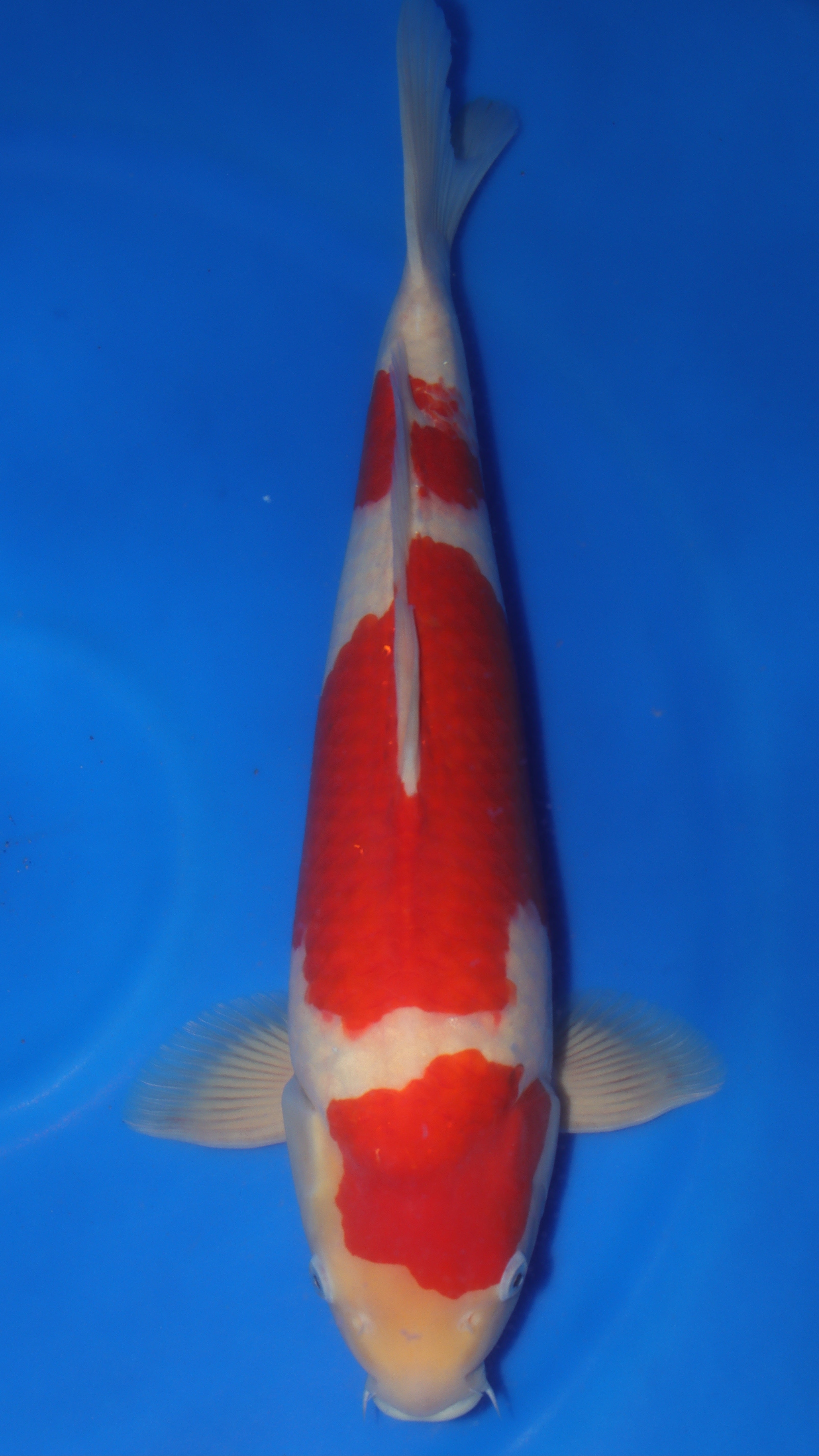 Kohaku (Red & White) koi fish 58cm (23") from Sakai Fish Farm for sale at Mystic Koi