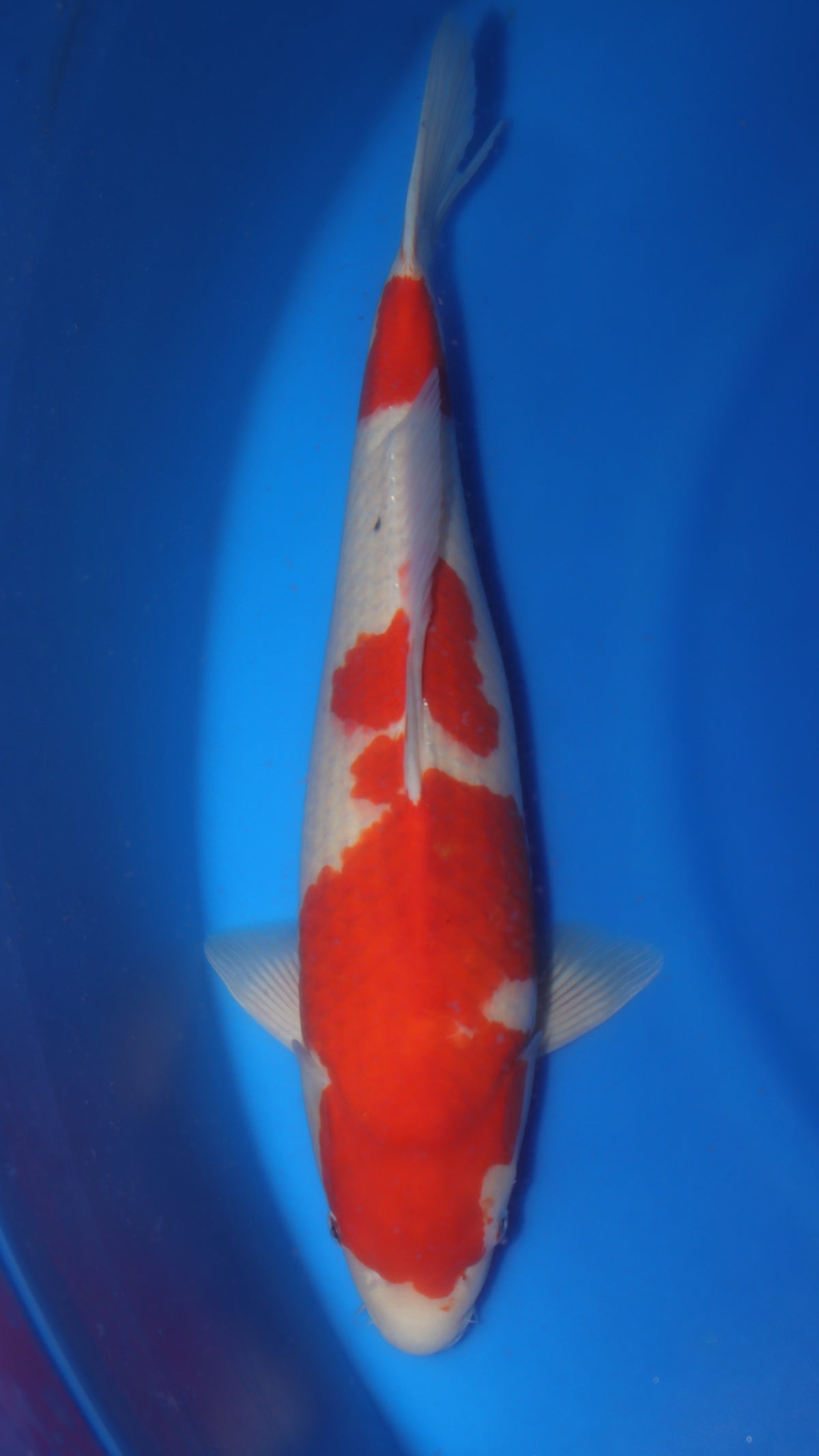 Kohaku (Red & White) koi fish 55cm (22") from Sakai Fish Farm for sale at Mystic Koi