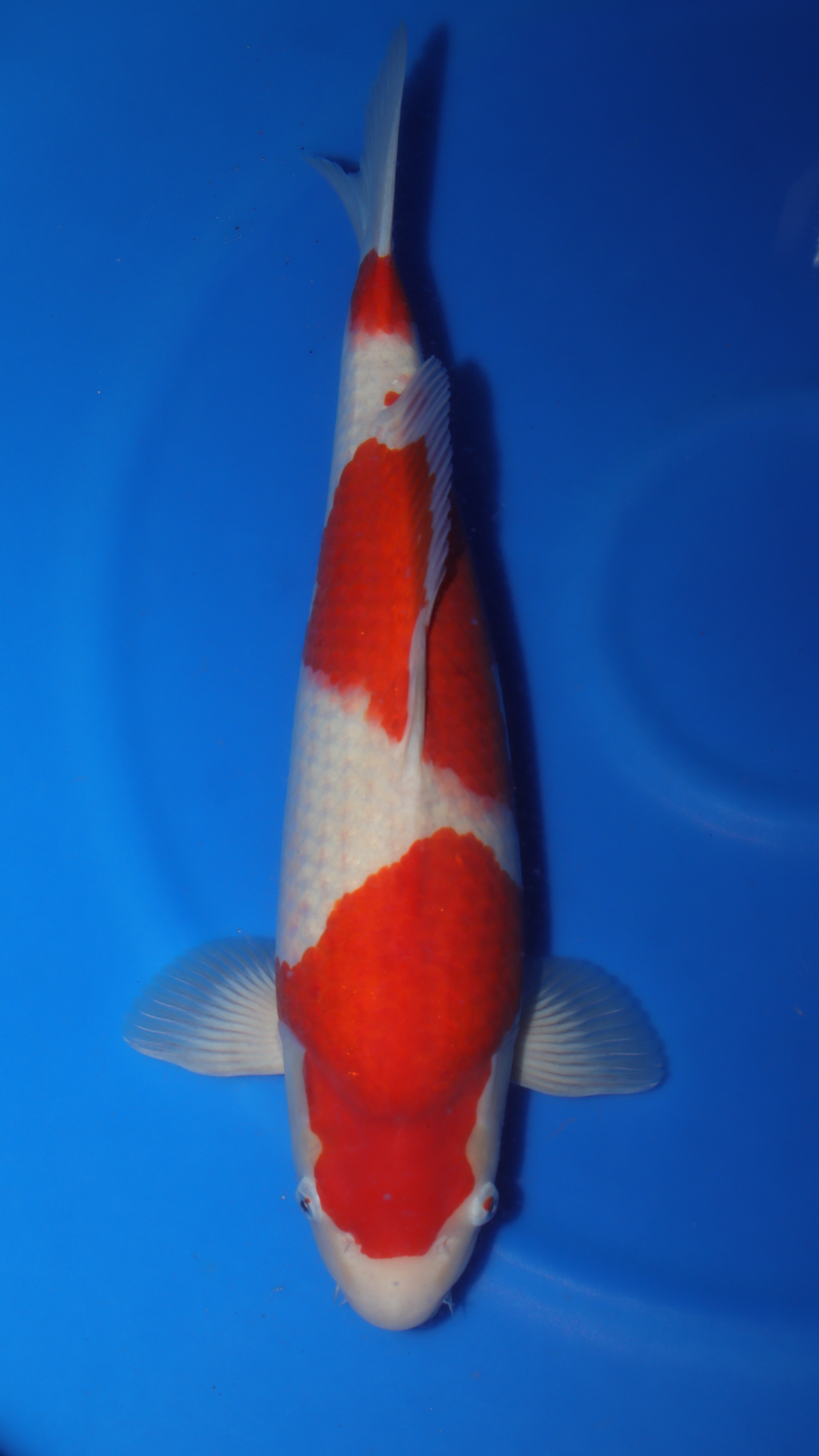 Kohaku (Red & White) koi fish 57cm (22") from Sakai Fish Farm for sale at Mystic Koi