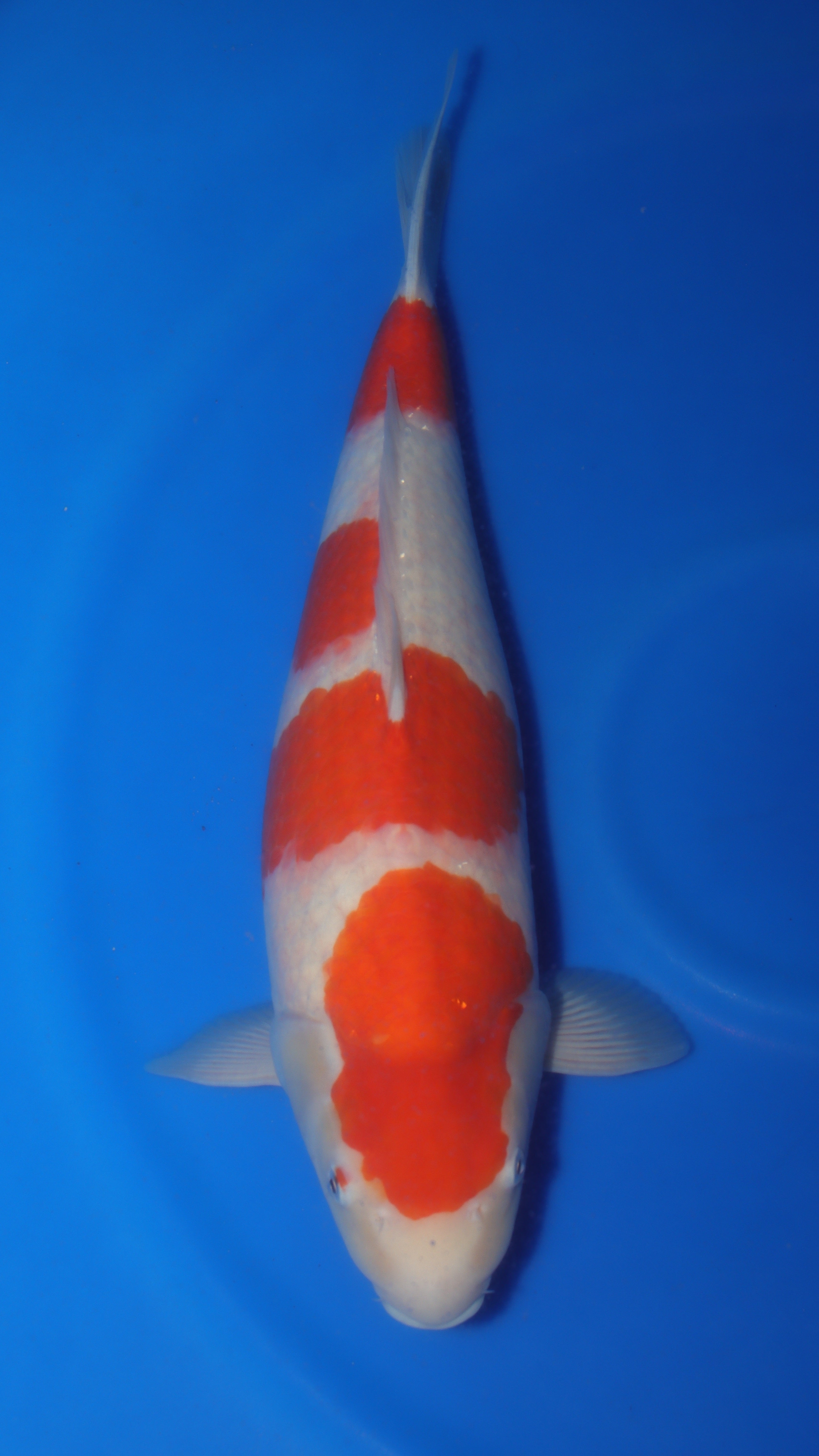 Kohaku (Red & White) koi fish 55cm (22") from Sakai Fish Farm for sale at Mystic Koi