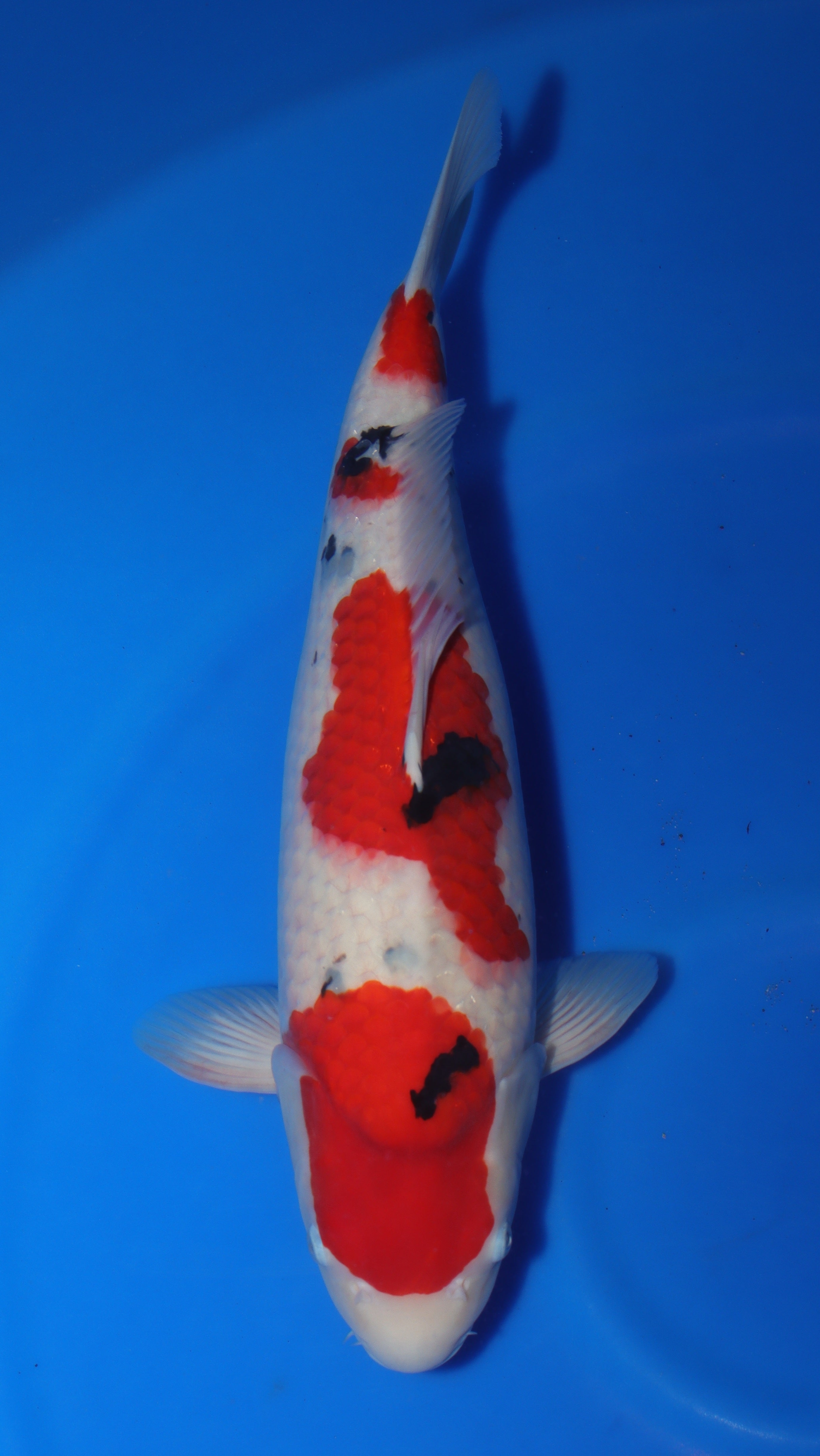 Sanke (Red, White & Black) koi fish 53cm (21") from Sakai Fish Farm for sale at Mystic Koi