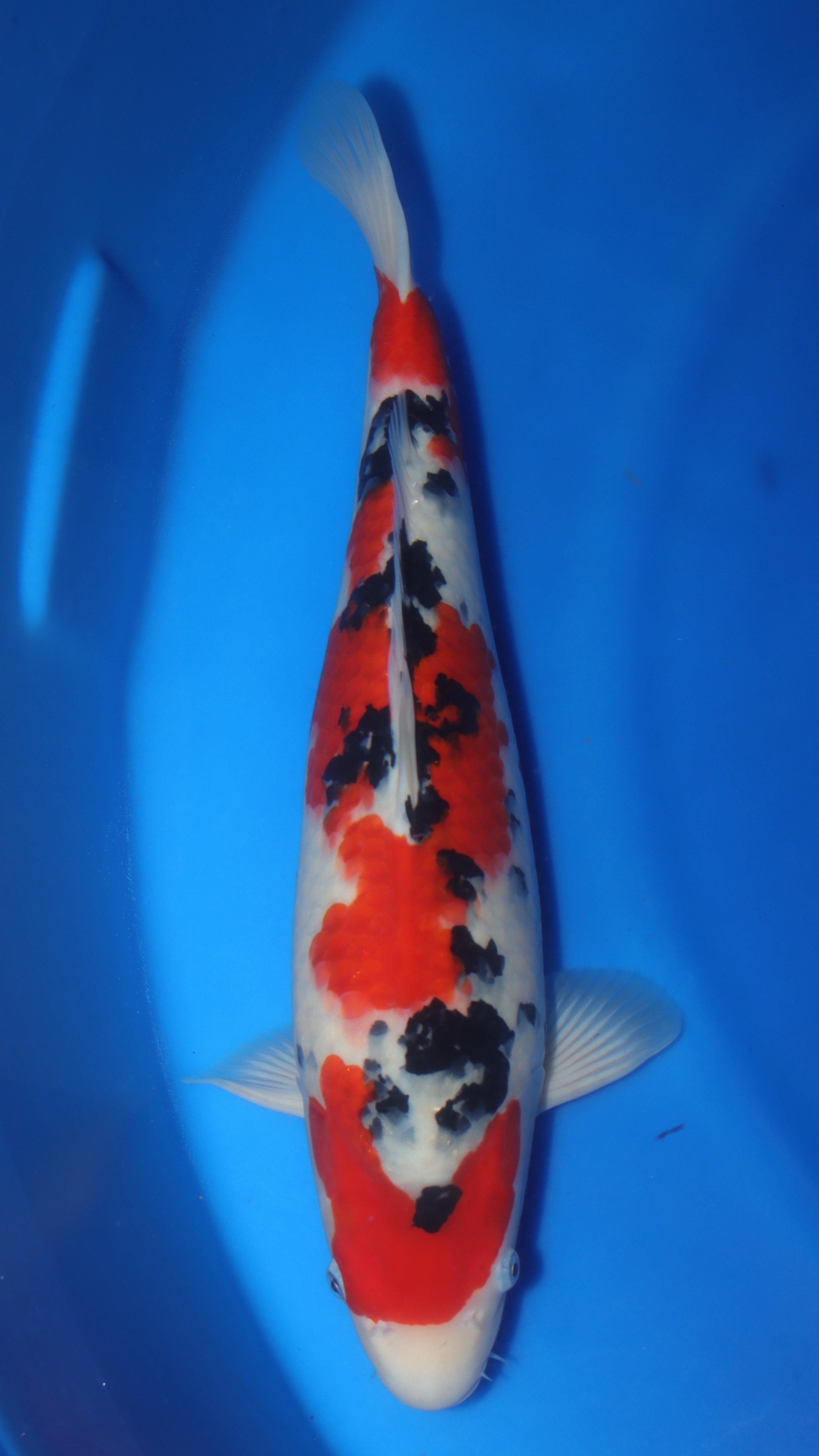 Sanke (Red, White & Black) koi fish 53cm (21") from Sakai Fish Farm for sale at Mystic Koi