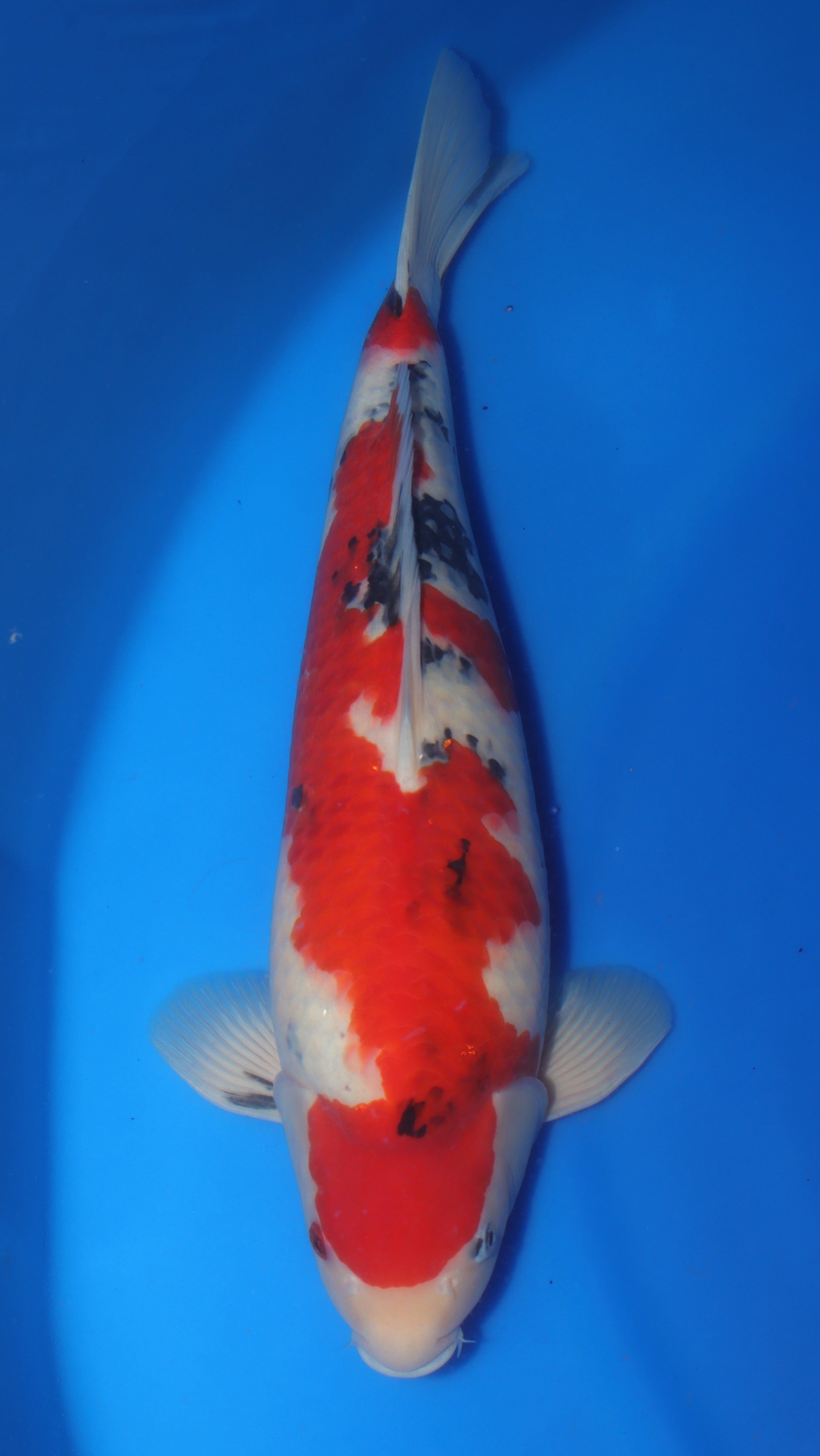 Sanke (Red, White & Black) koi fish 54cm (21") from Sakai Fish Farm for sale at Mystic Koi